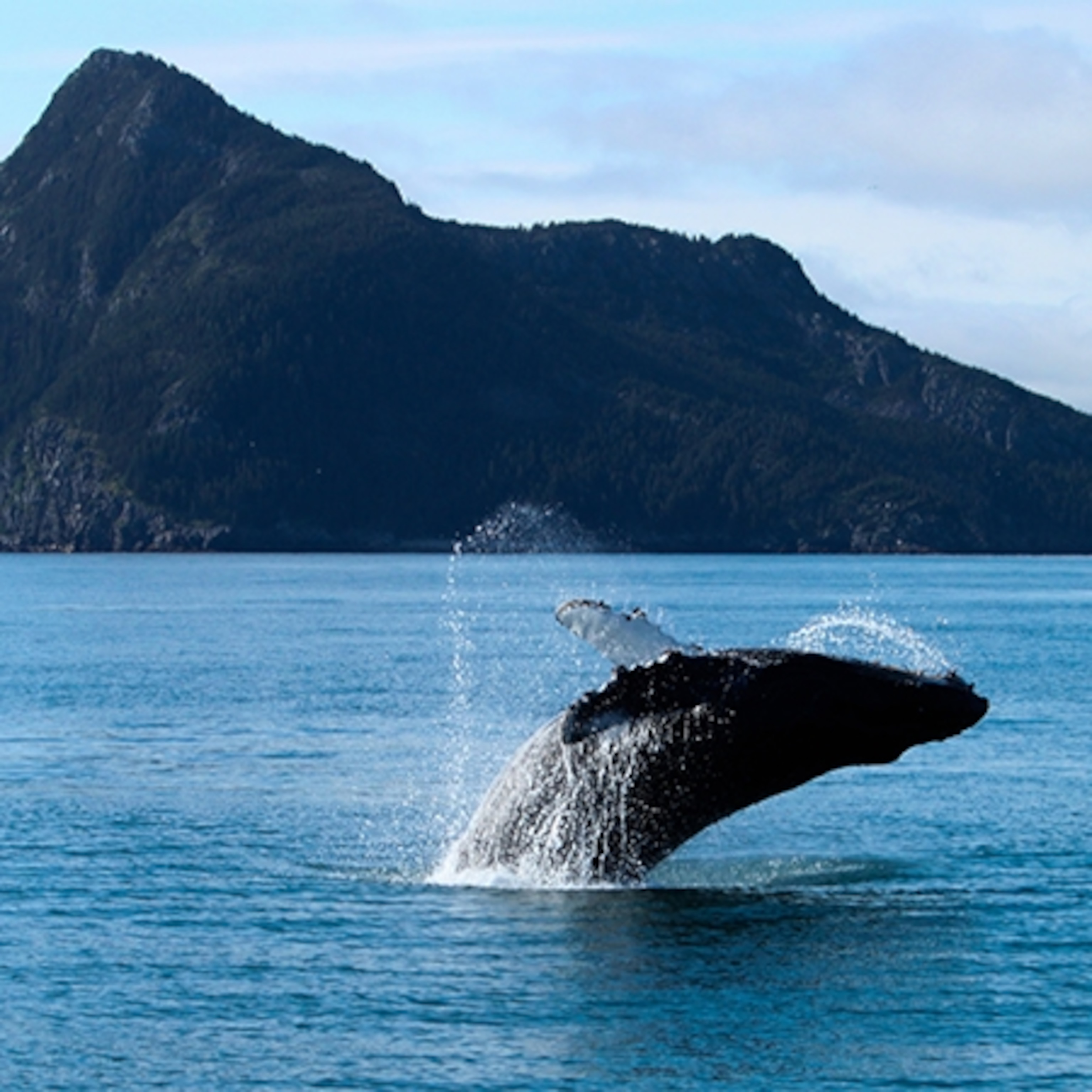 a whale breaching water in the Alaska Maritime National Wildlife Refuge