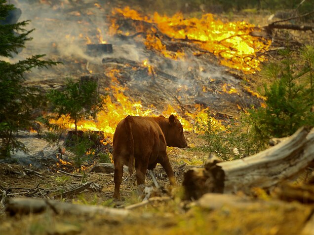 How Wild Animals Cope With Wildfires