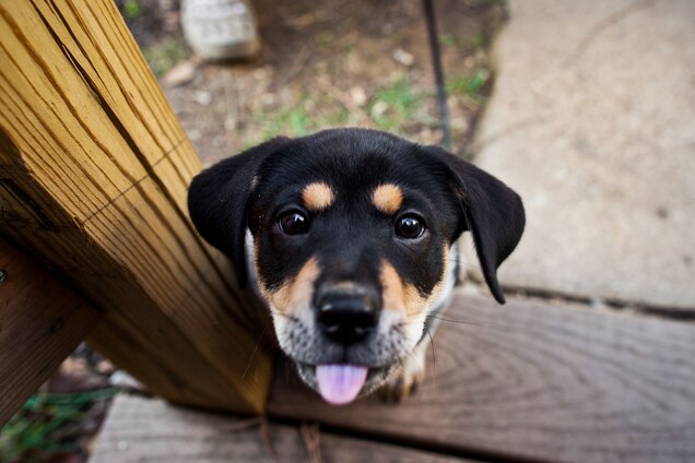 When We See Something Cute Why Do We Want To Squeeze It