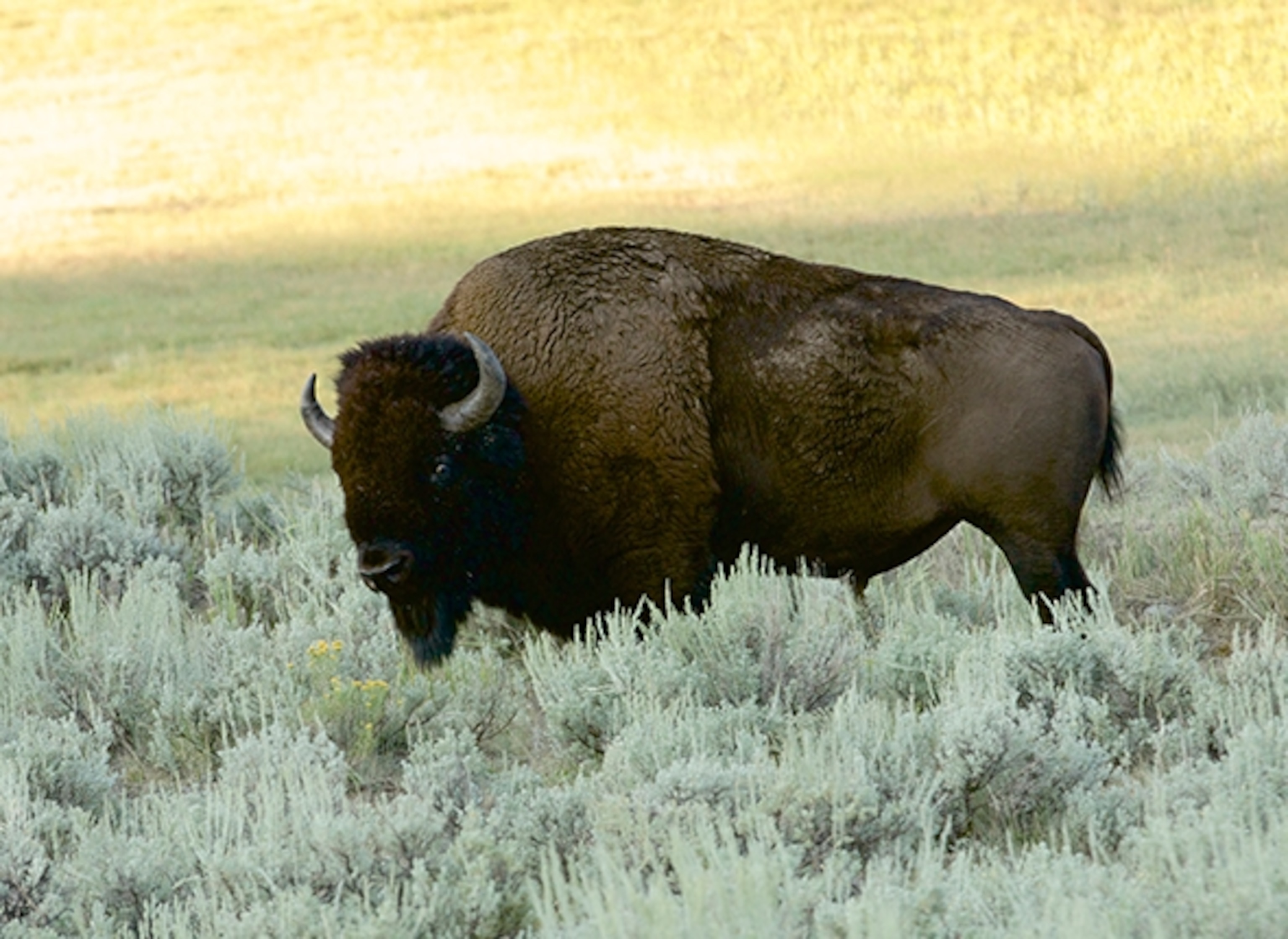Bison at sunrise in the Lamar Valley