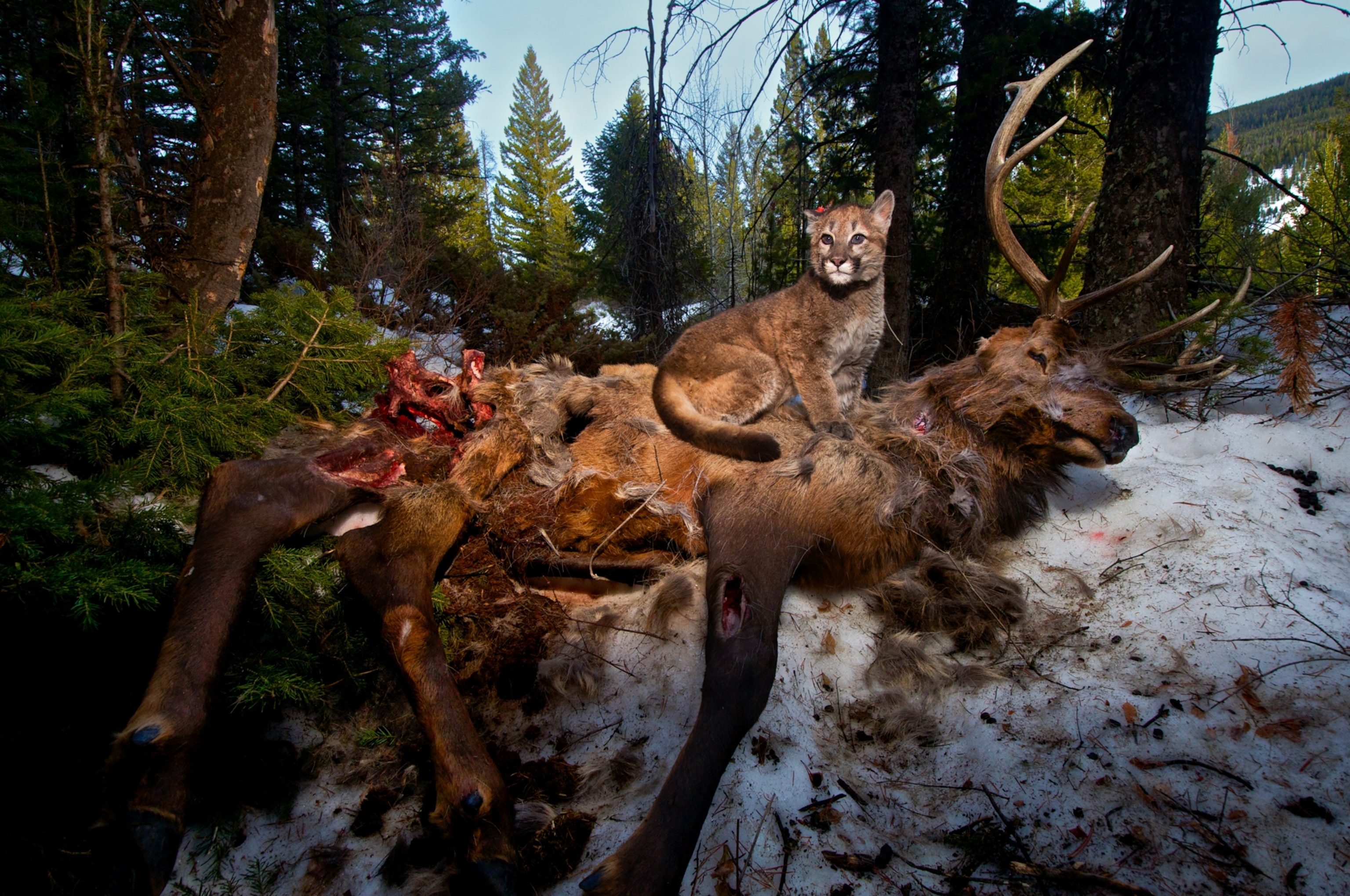 A four-month-old cougar kitten perches atop an elk her mother killed. The kitten survived a wolf attack that killed her two litter-mates. Teton Cougar Project researchers named her Lucky.