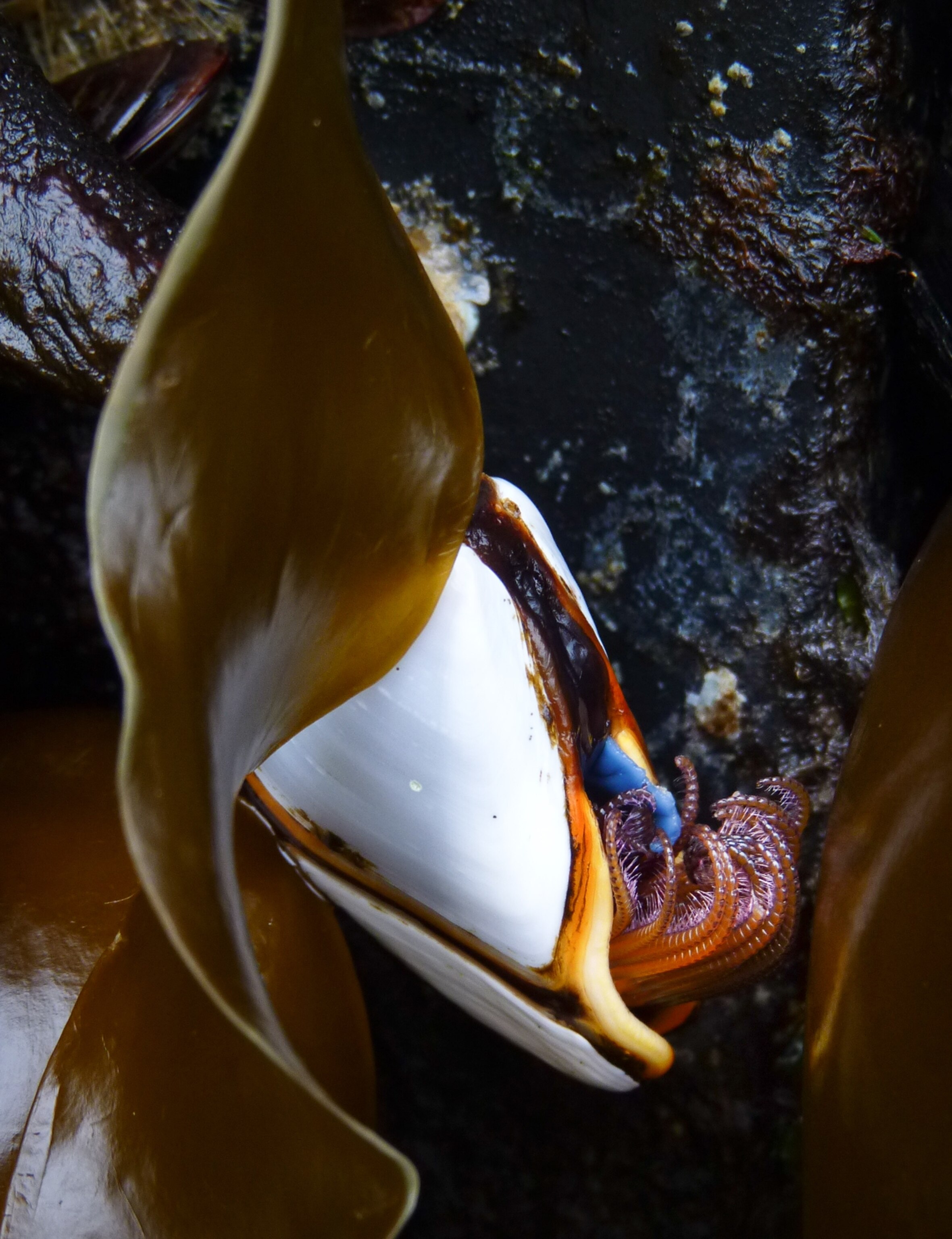 Japanese tsunami dock picture: barnacle on Oregon beach