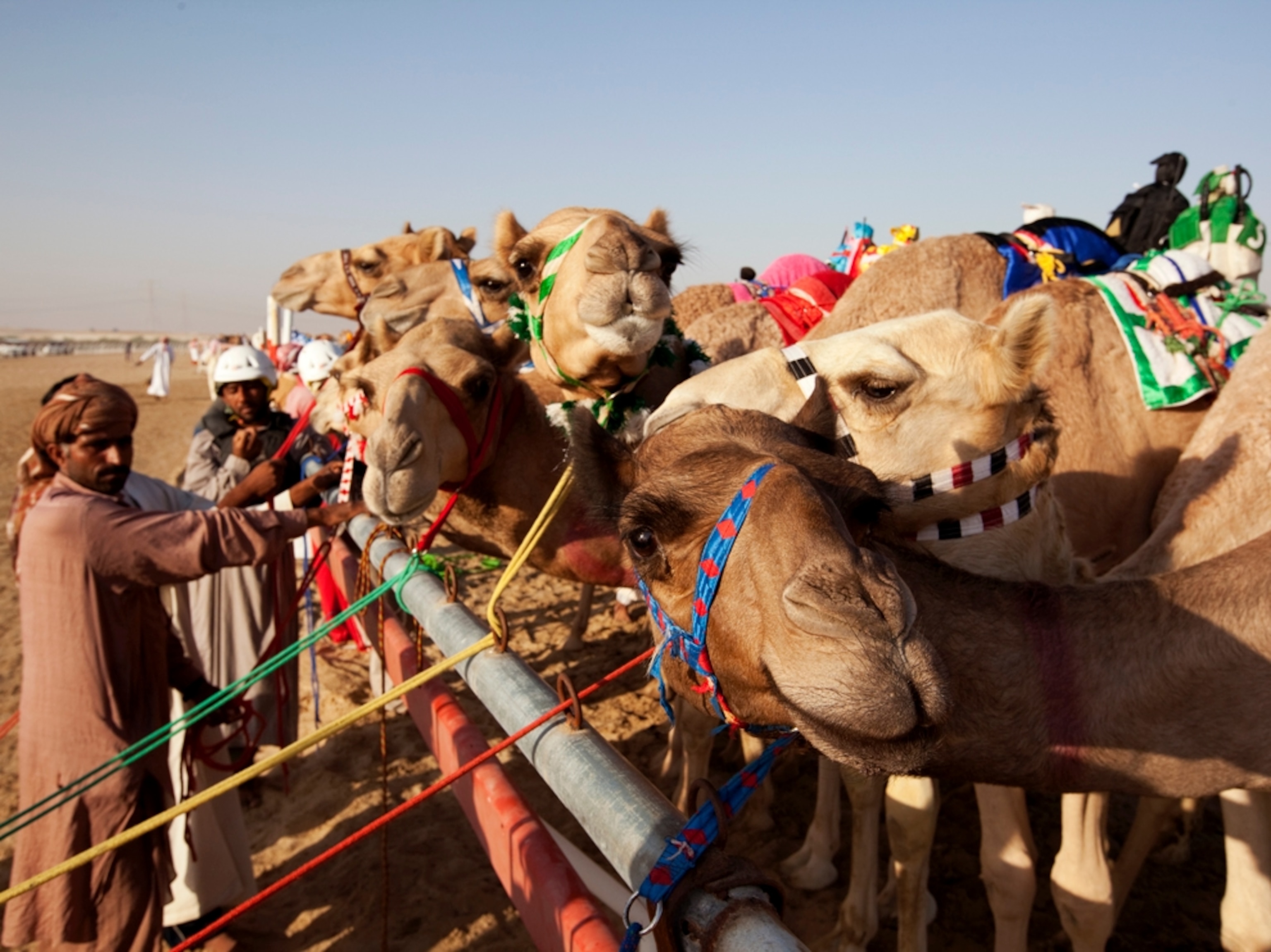 Camels tied to railing with colorful rope (photo)