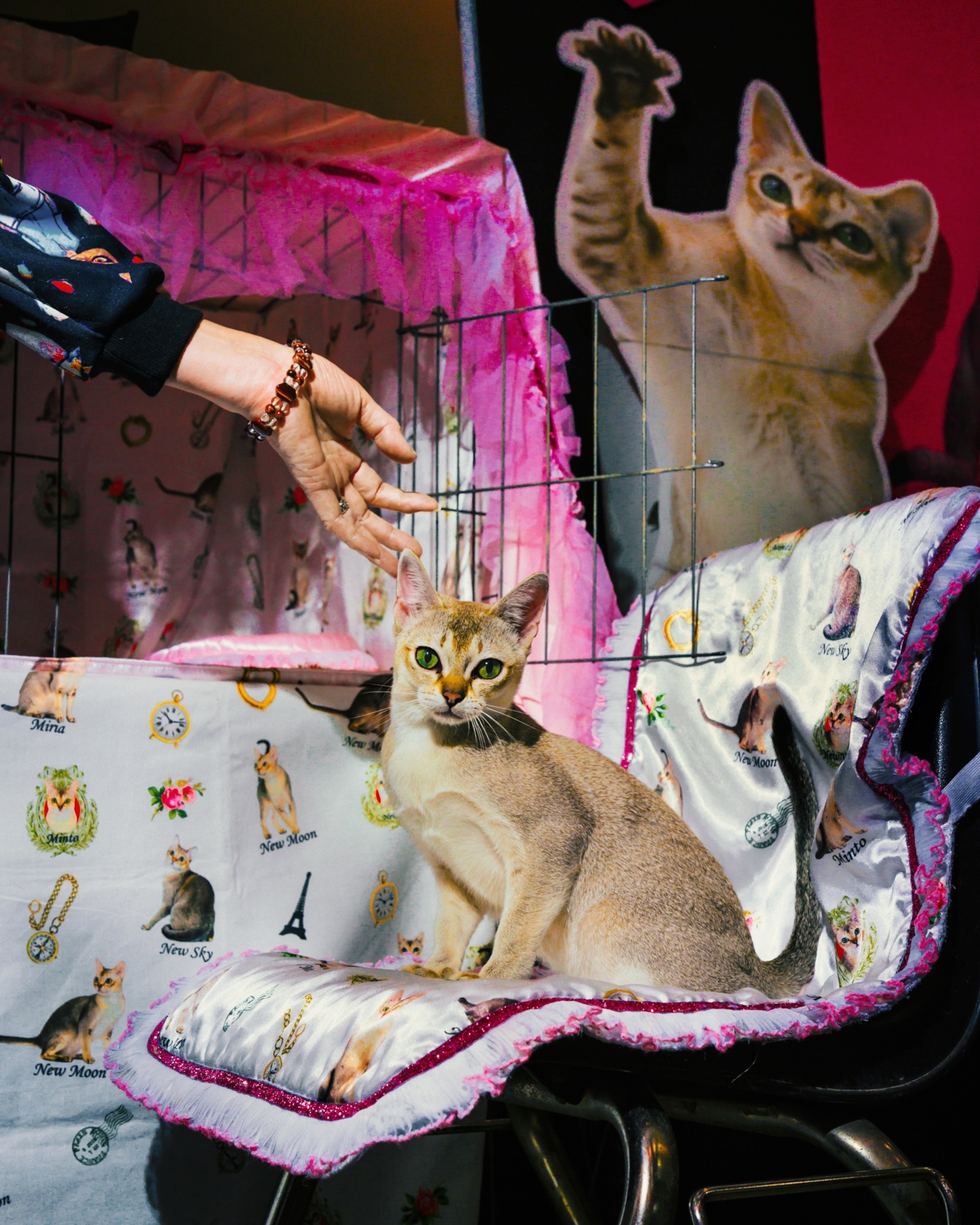 A Singapura cat sitting on a chair and looking at the camera as a hand reaches out towards it. In the background is a cardboard cutout of a similar looking cat with its paw up