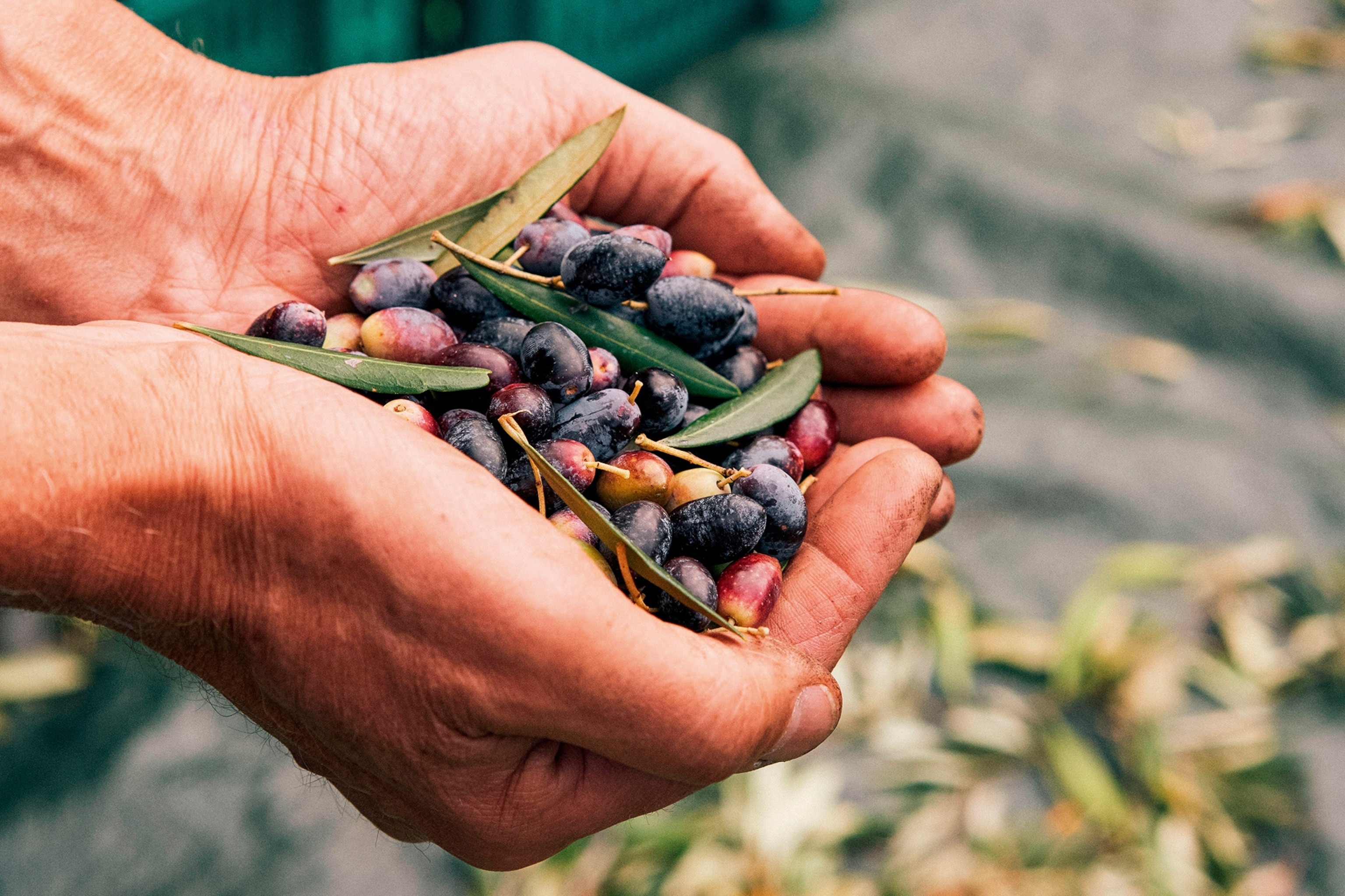 Why pastitsada is the one thing you should eat on Corfu | National  Geographic