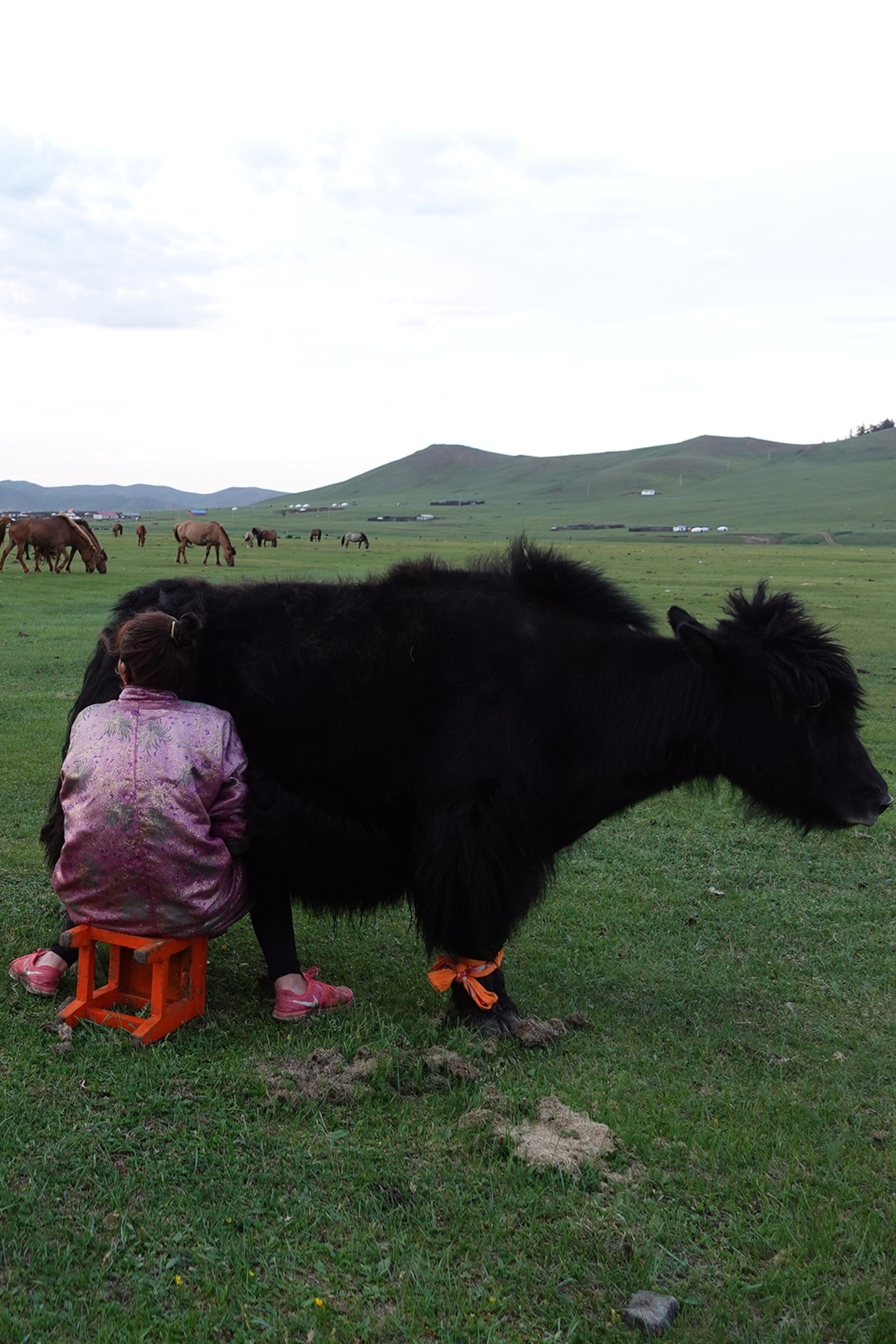 A woman milking a yak on a grassy steppe.