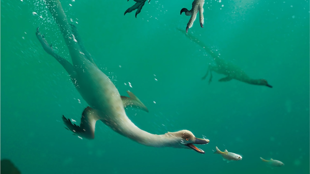 Could dinosaurs swim? A new fossil revives an age-old debate.