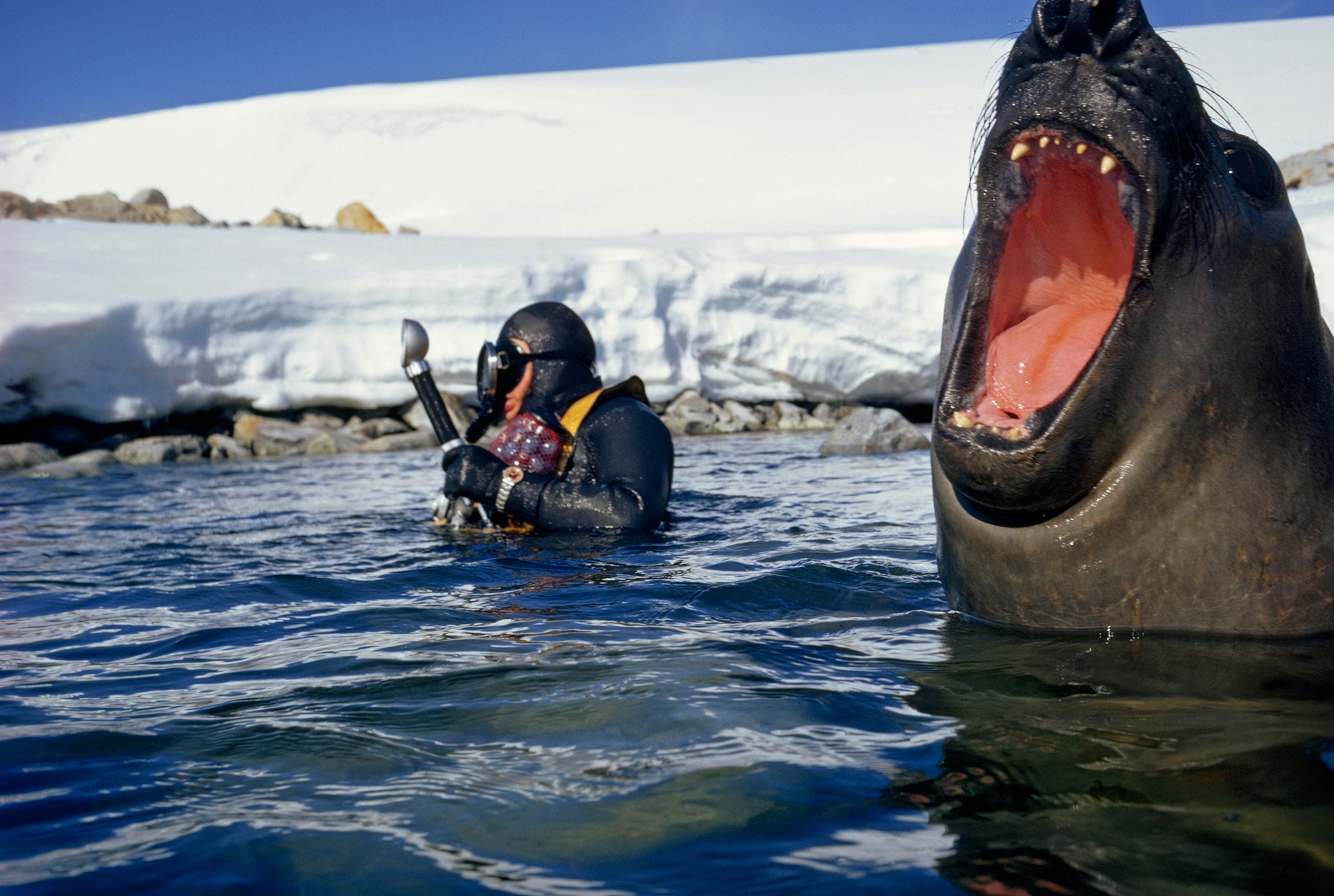 More in bluff than ferocity, a young male elephant seal bellows a guttural protest to a U. S. marine biologist intent on photographing the teeming bottom life of the peninsula's tidal areas. Once slaughtered wholesale for oil, Mirounga leonina now numbers half a million. Feeding on fish and squid, males may attain a weight of four tons and a length of 20 feet-making them the world's largest seals.