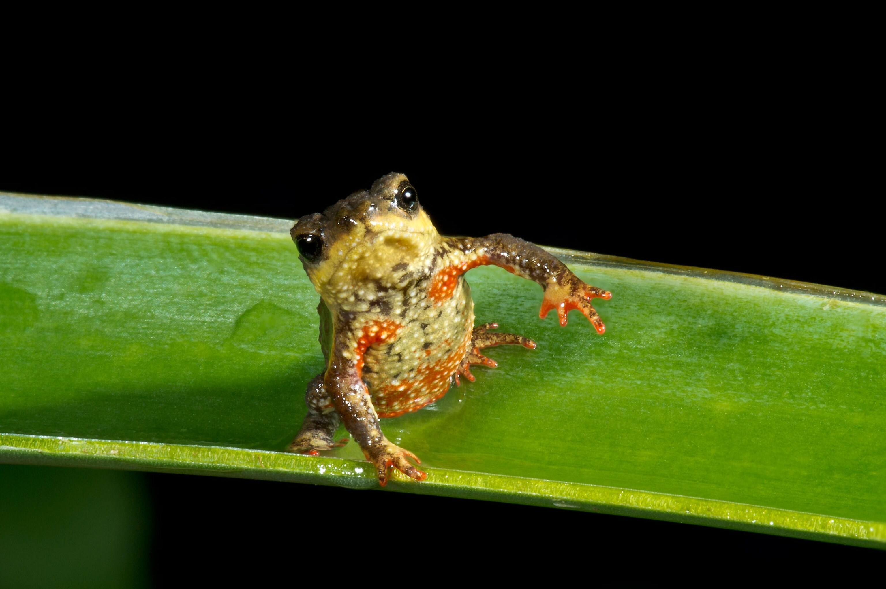 melanophryniscus biancae