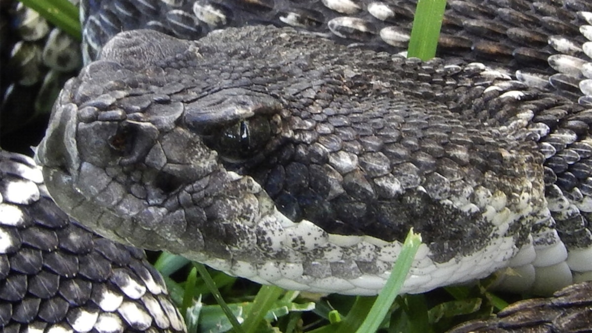 Rattlesnakes Two Hours Apart Pack Totally Different Venoms