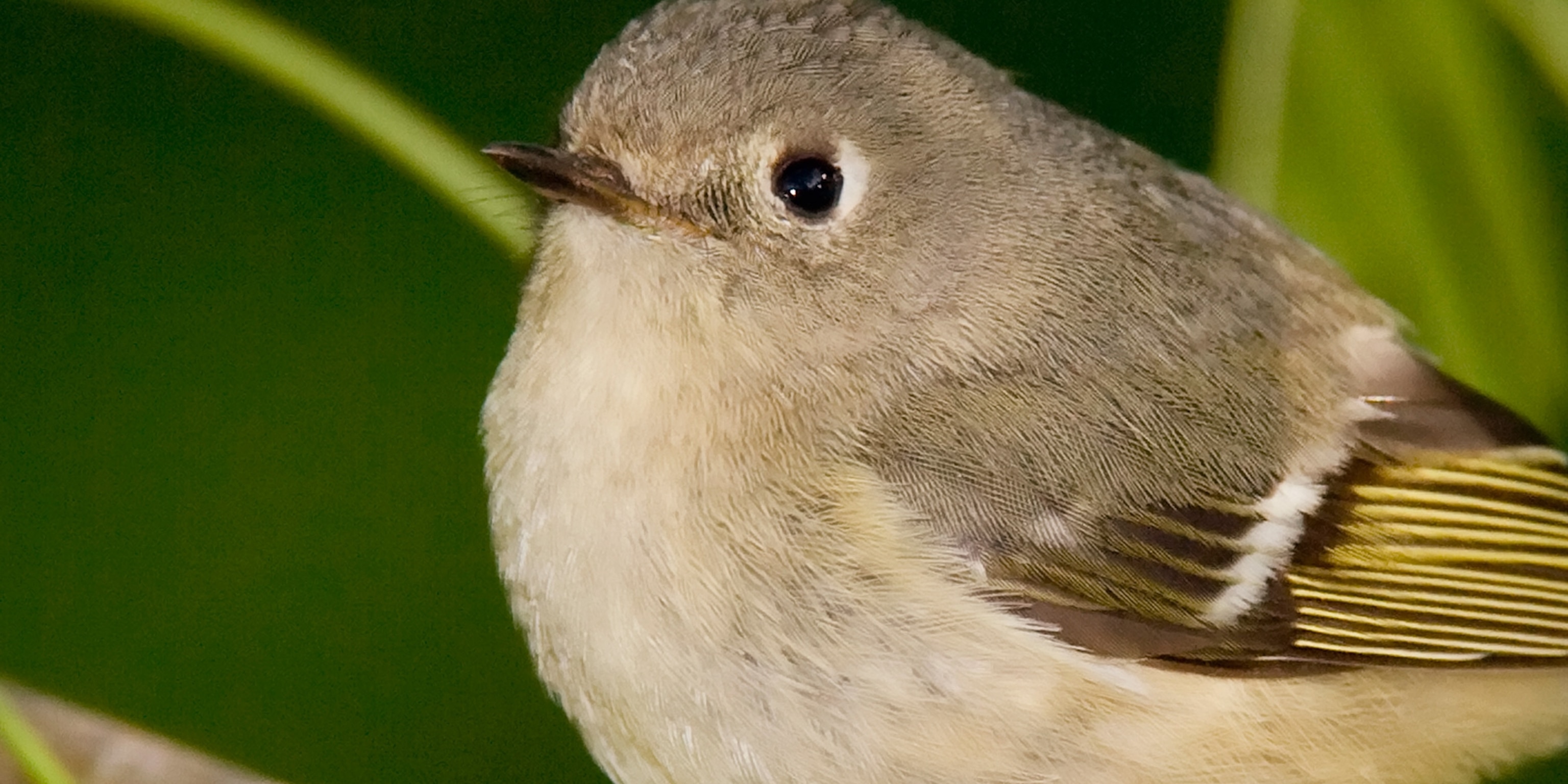 Ruby Crowned Kinglet Female