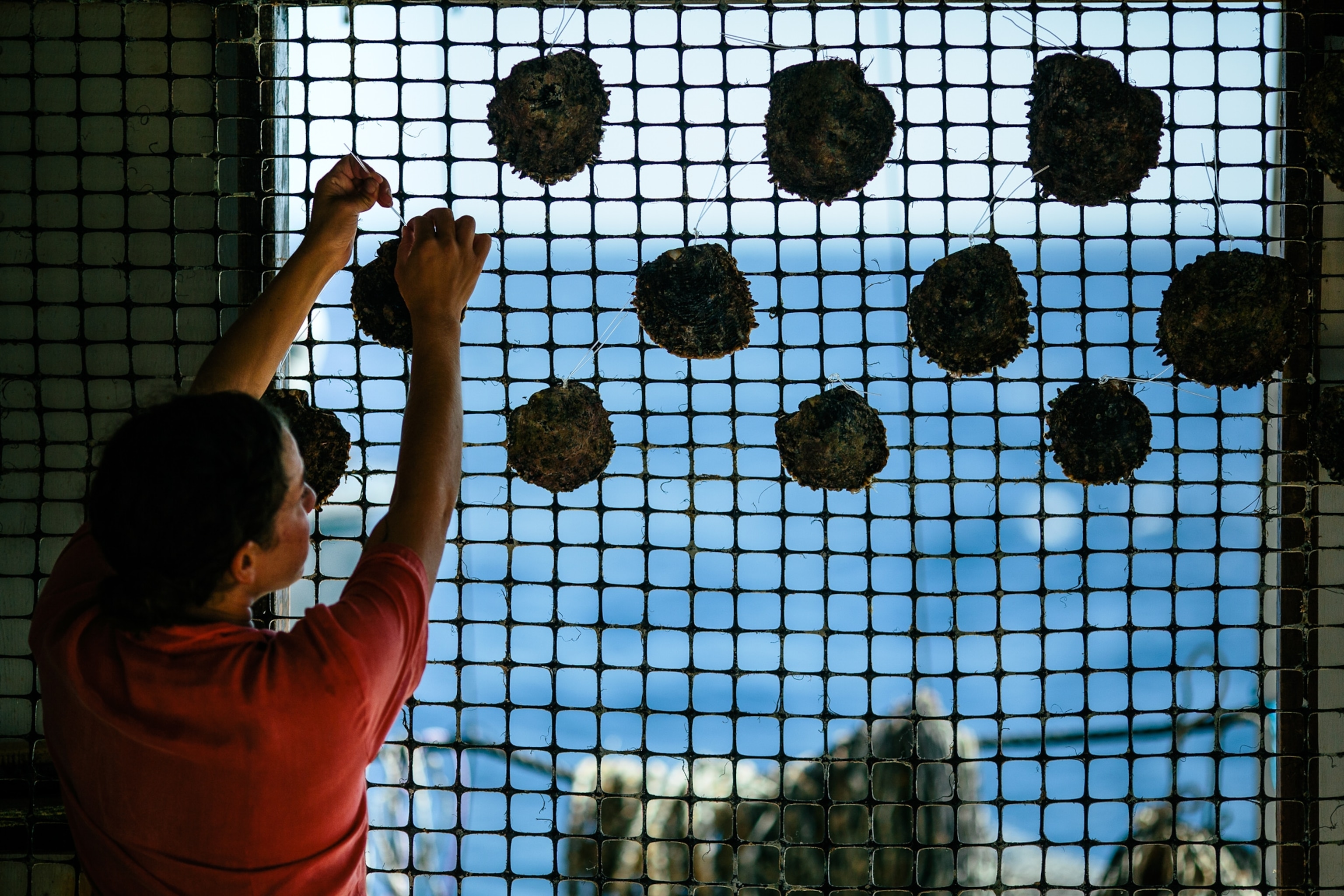 Pearl Farming - Picture of a worker placing pearl oysters into a mesh basket