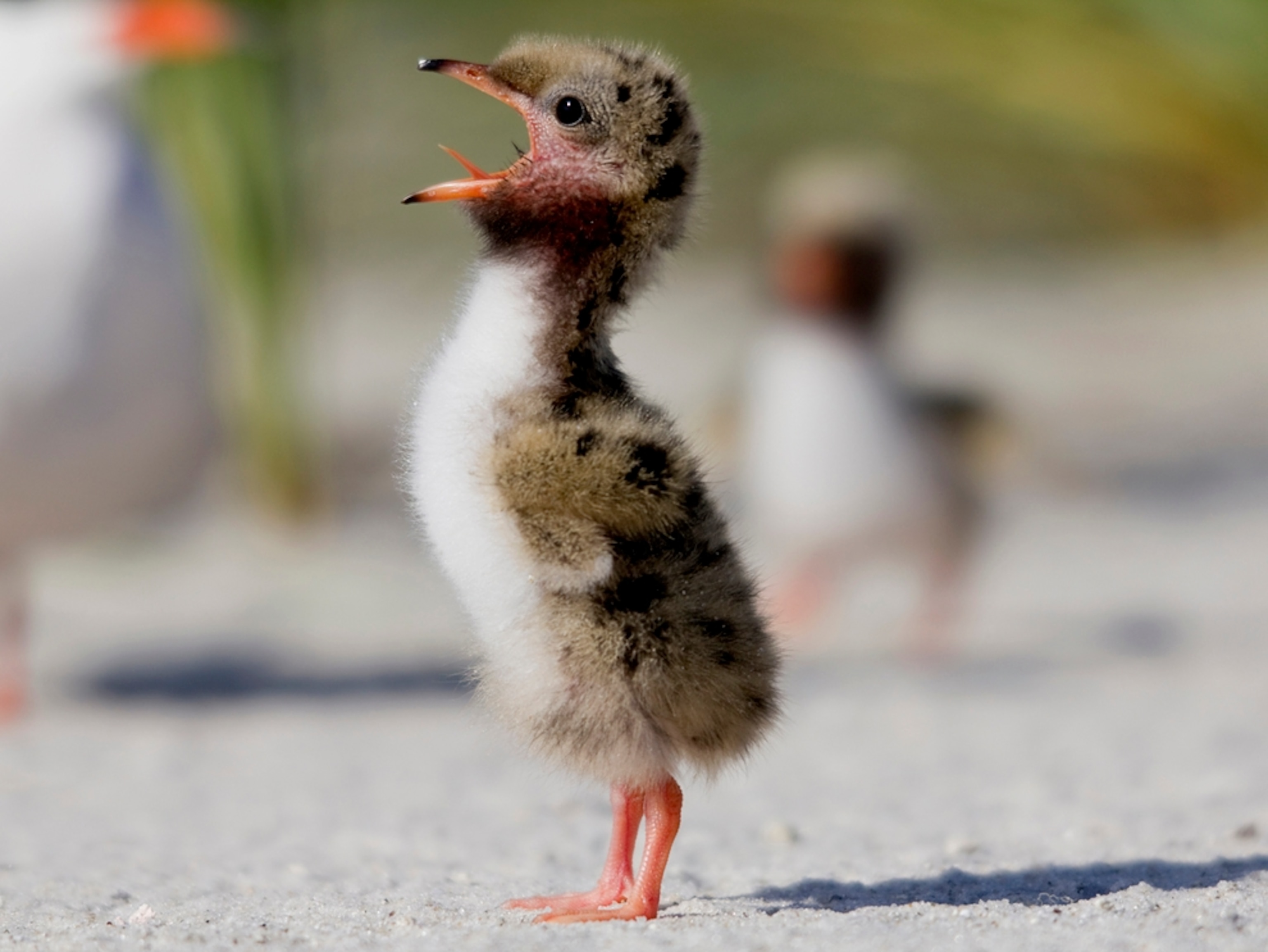 Common tern chick