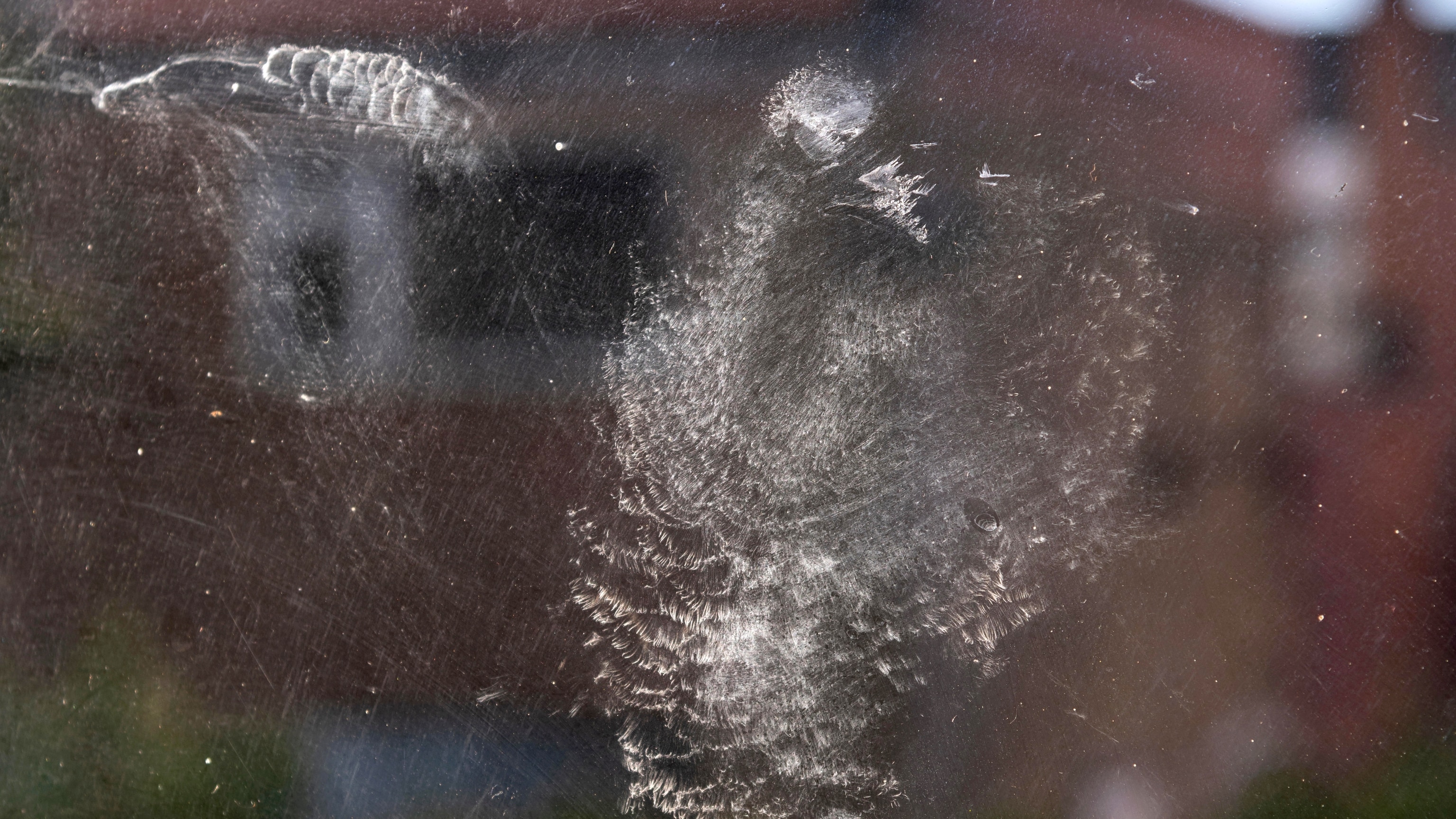 This invisible killer takes out 3.5 billion U.S. birds a year