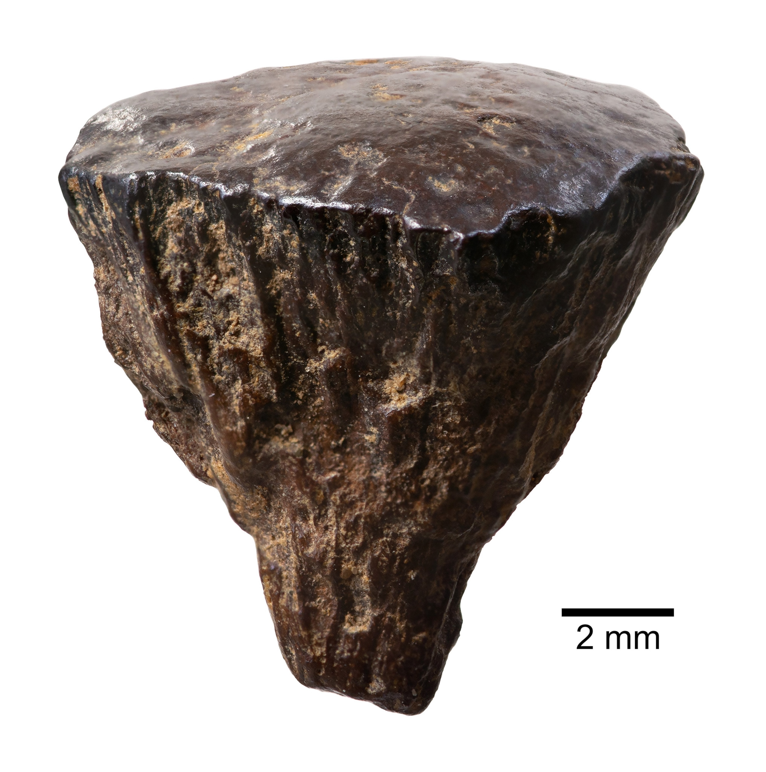 A funnel-shaped piece of dark brown and black pyrite against a white background with 2mm scale bar at bottom right