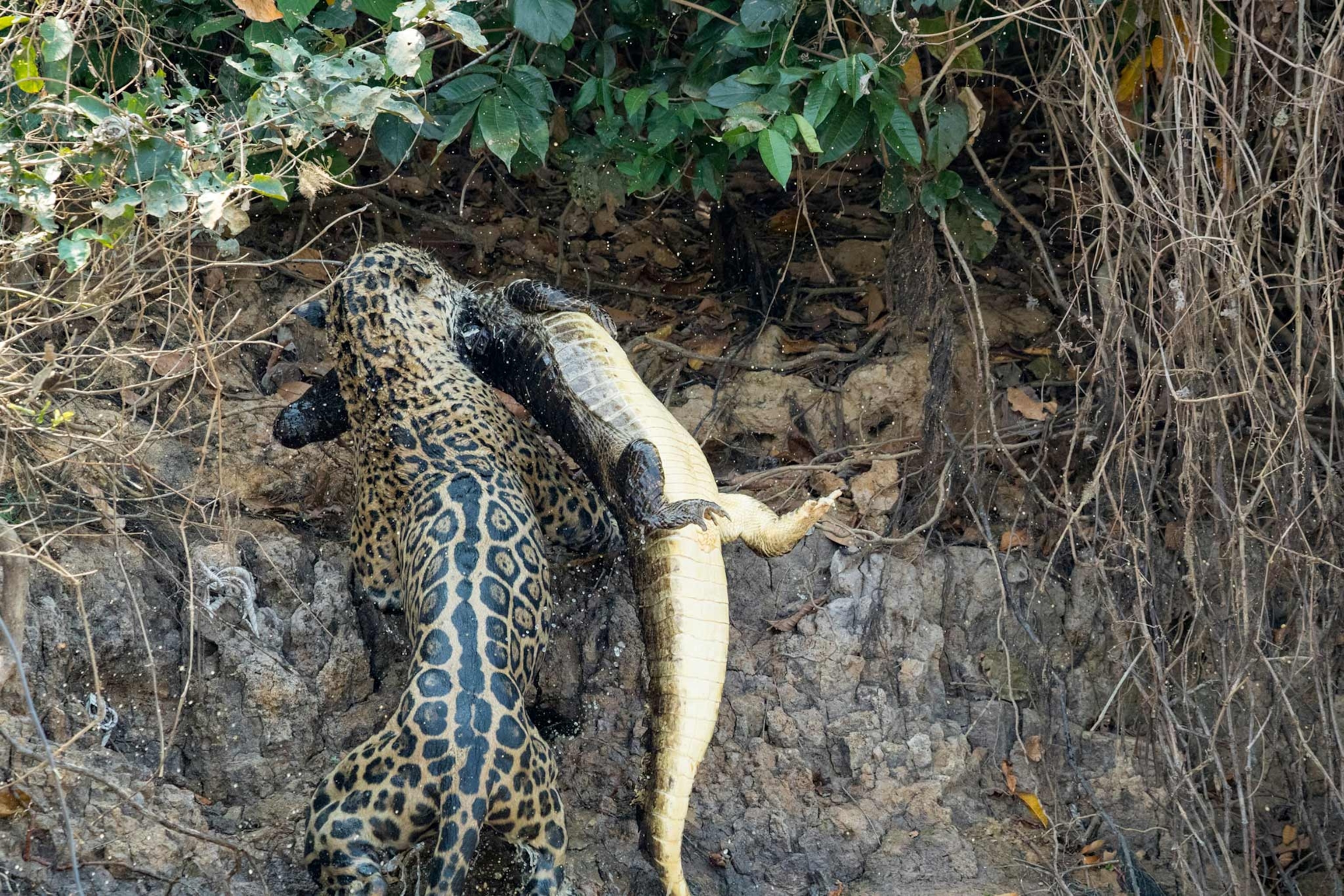 Photos Show Jaguar 'Scarface' Taking Down Dangerous Prey