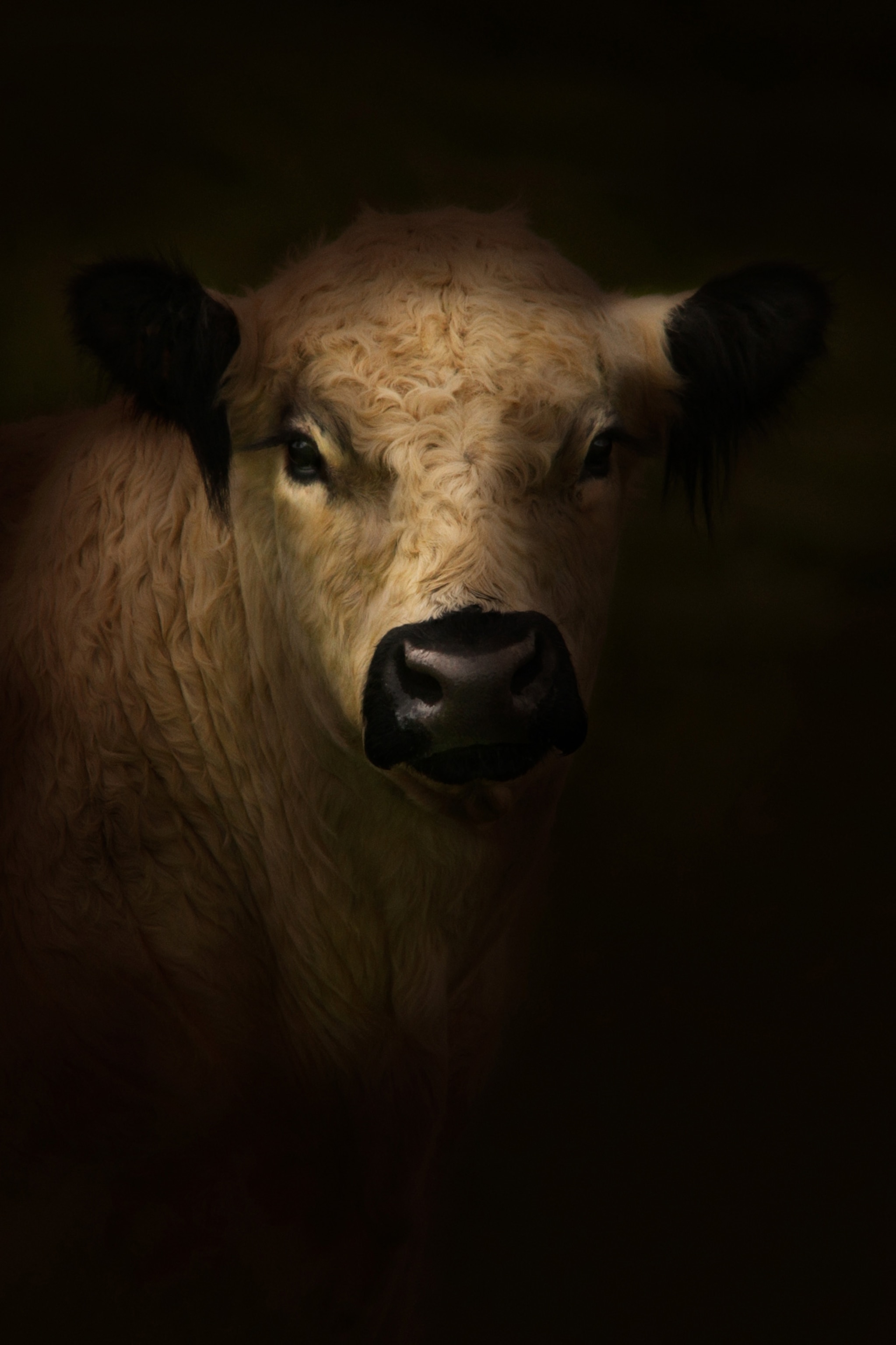 a Galloway cattle looking straight at the camera in dramatic lighting