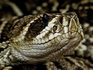 Eastern Diamondback Rattlesnake Head Eastern Diamondback Rattlesnake Head