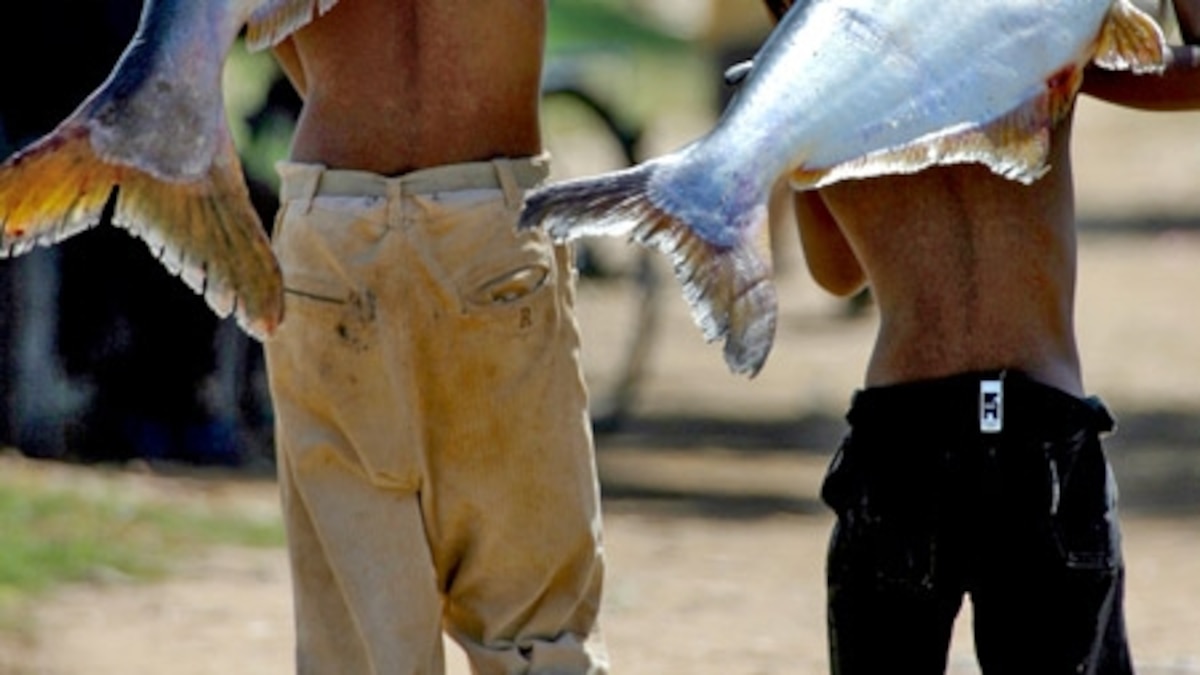 River Catfish, River Catfish Pictures, River Catfish Facts - National ...