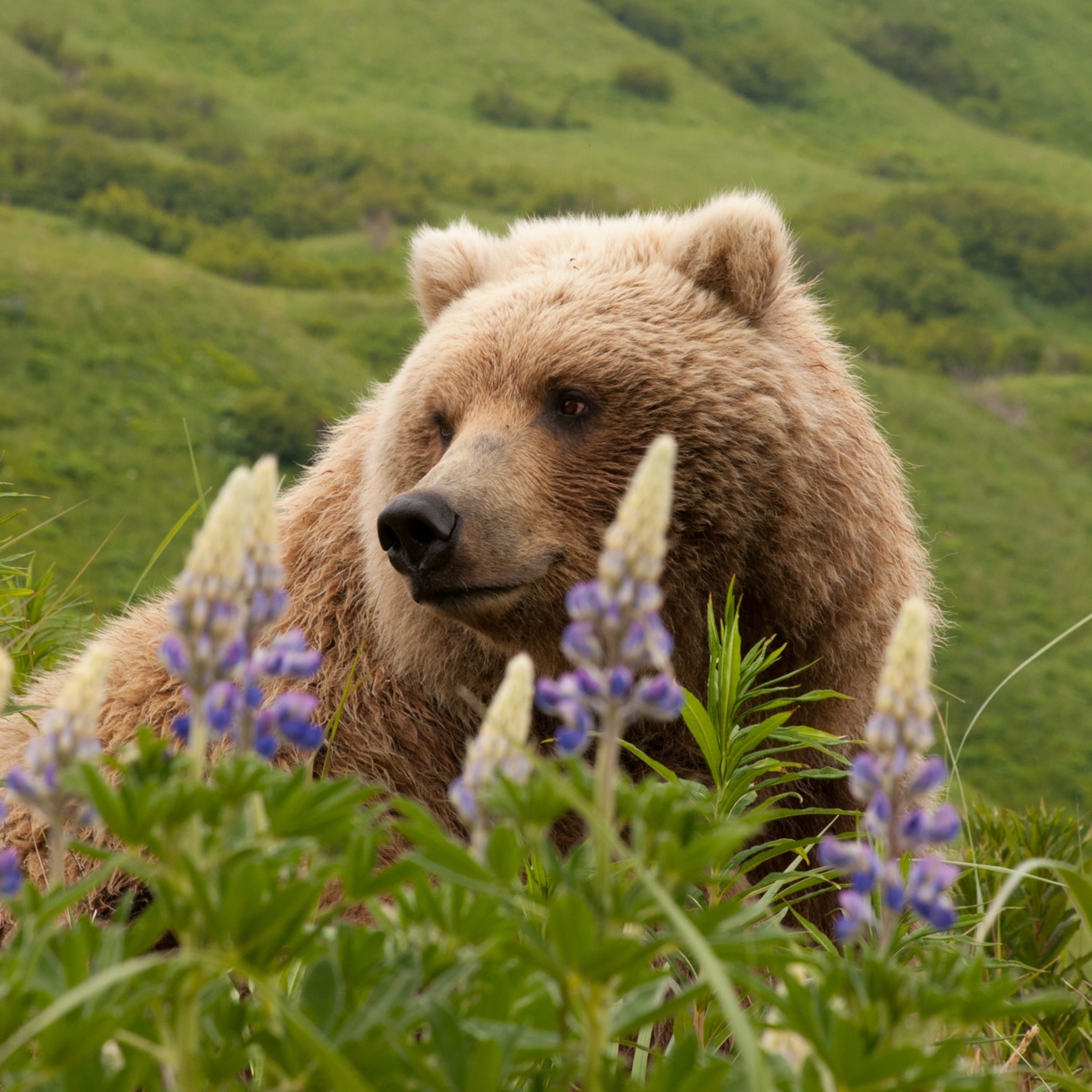 How to see Katmai's famous brown bears up close—and stay safe | National  Geographic
