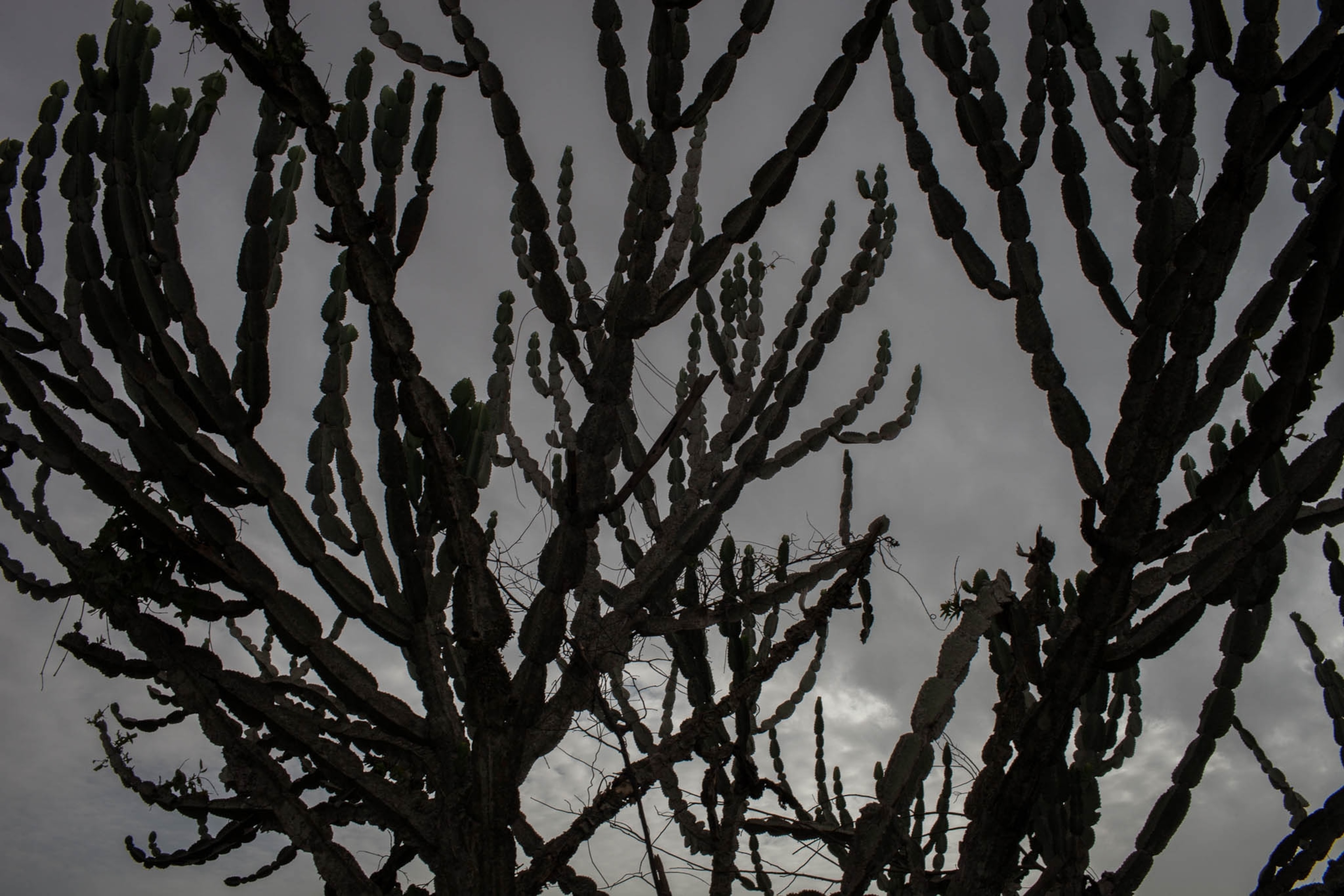 a plant at night in Nigeria