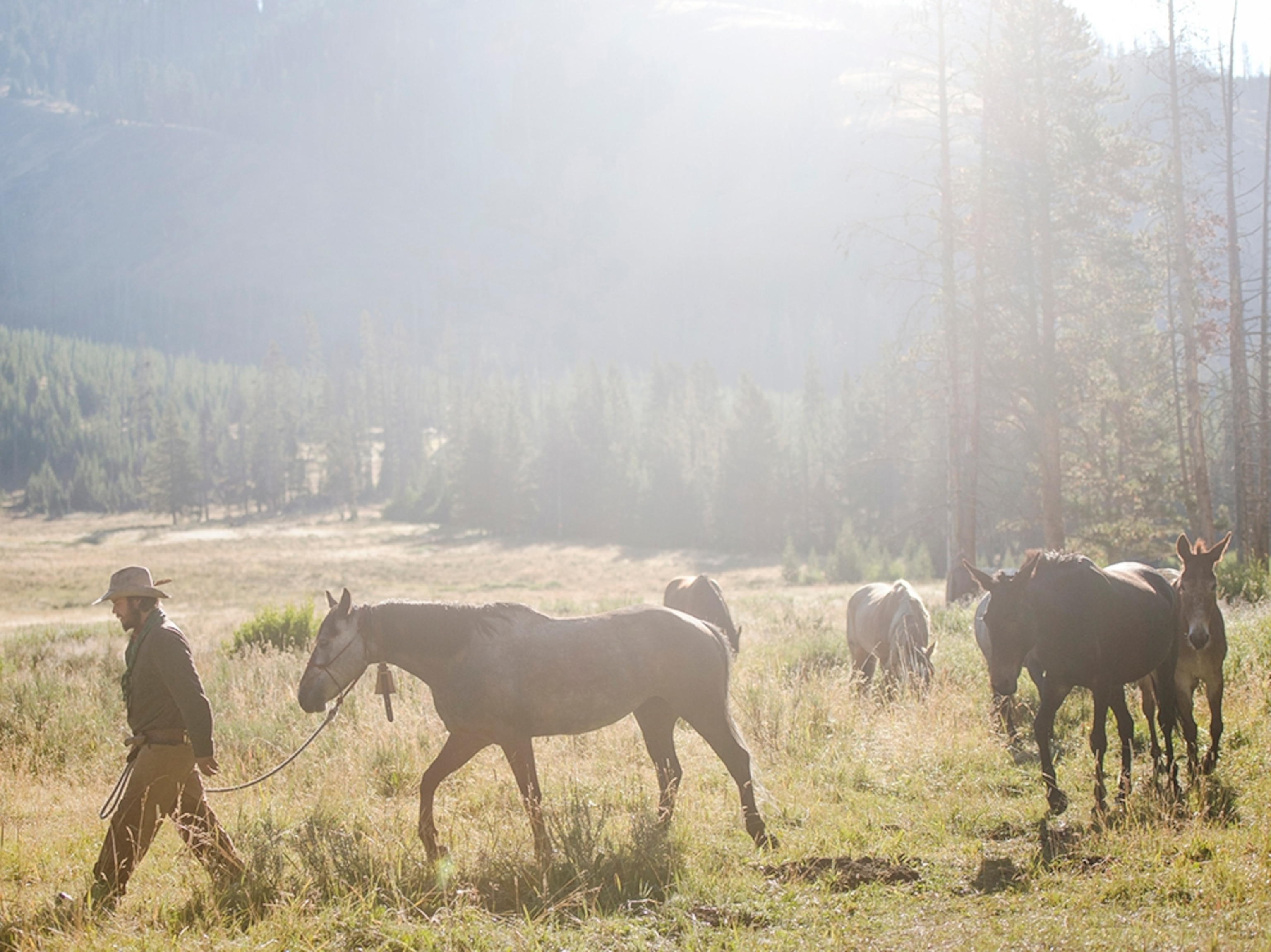 Ray Knell walking his livestock along a river.