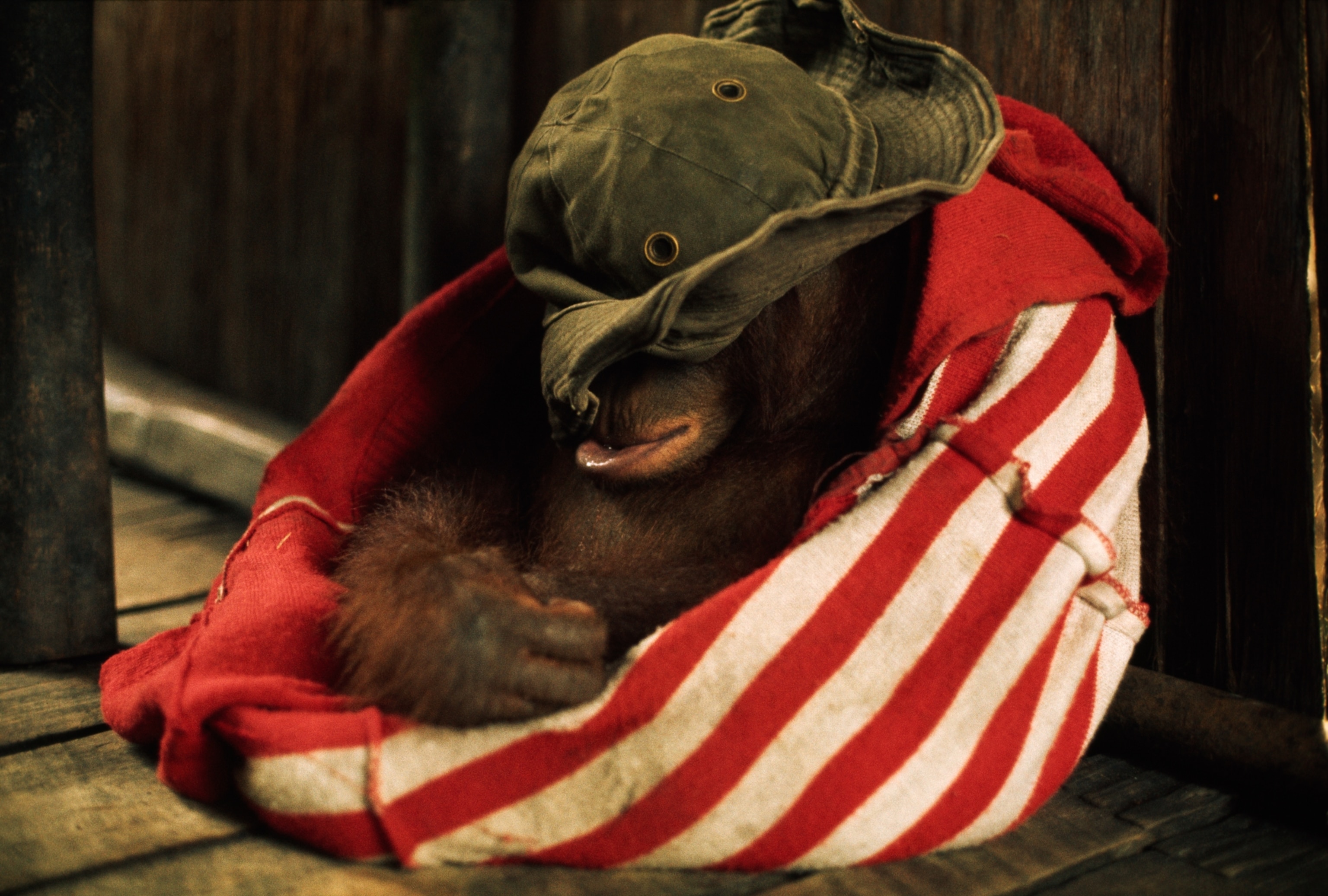 A young orangutan is wrapped in a red and white striped blanket, wearing an oversized green hat