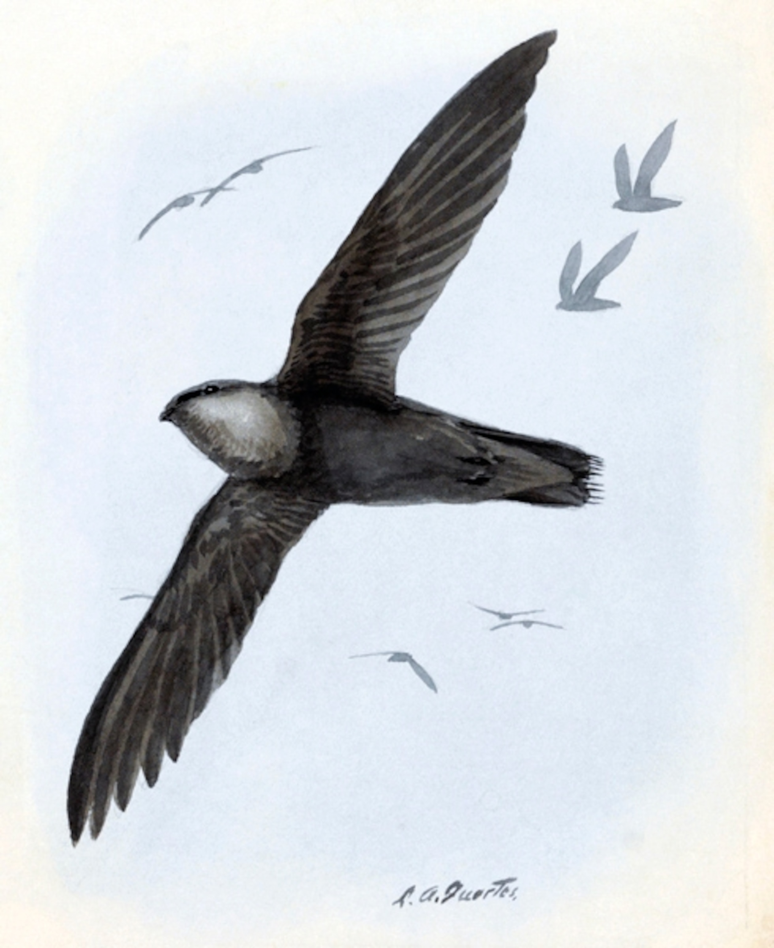 Illustration: Flying chimney swift