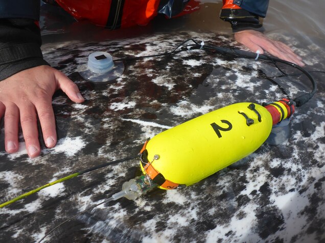 Narwhals Wearing Heart Monitors Reveal Danger of Human Encounters a naA researcher attaches a heart rate monitor to the back of a narwhal. Photograph by M.P. Heide-Jorgensenrwhal