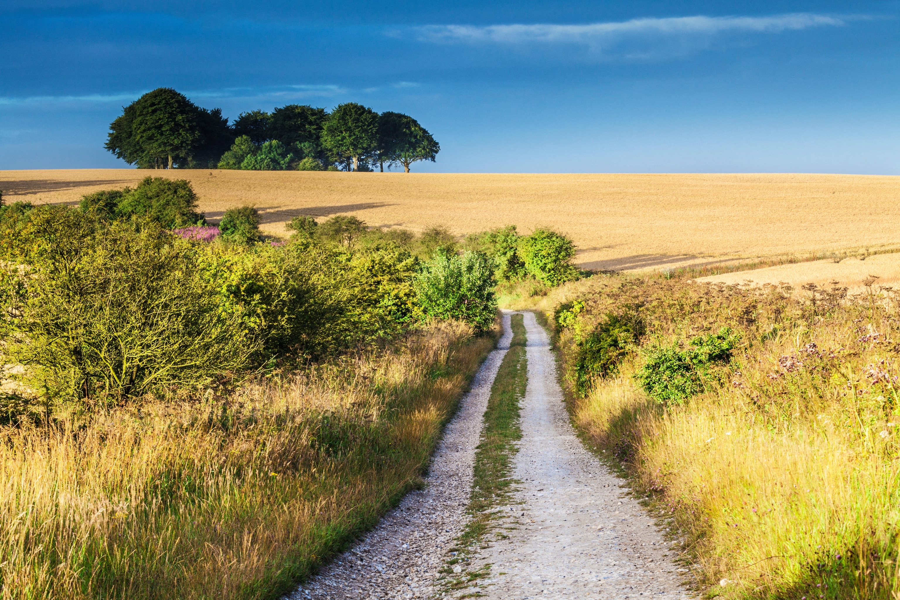 Pathway in between yellow fields