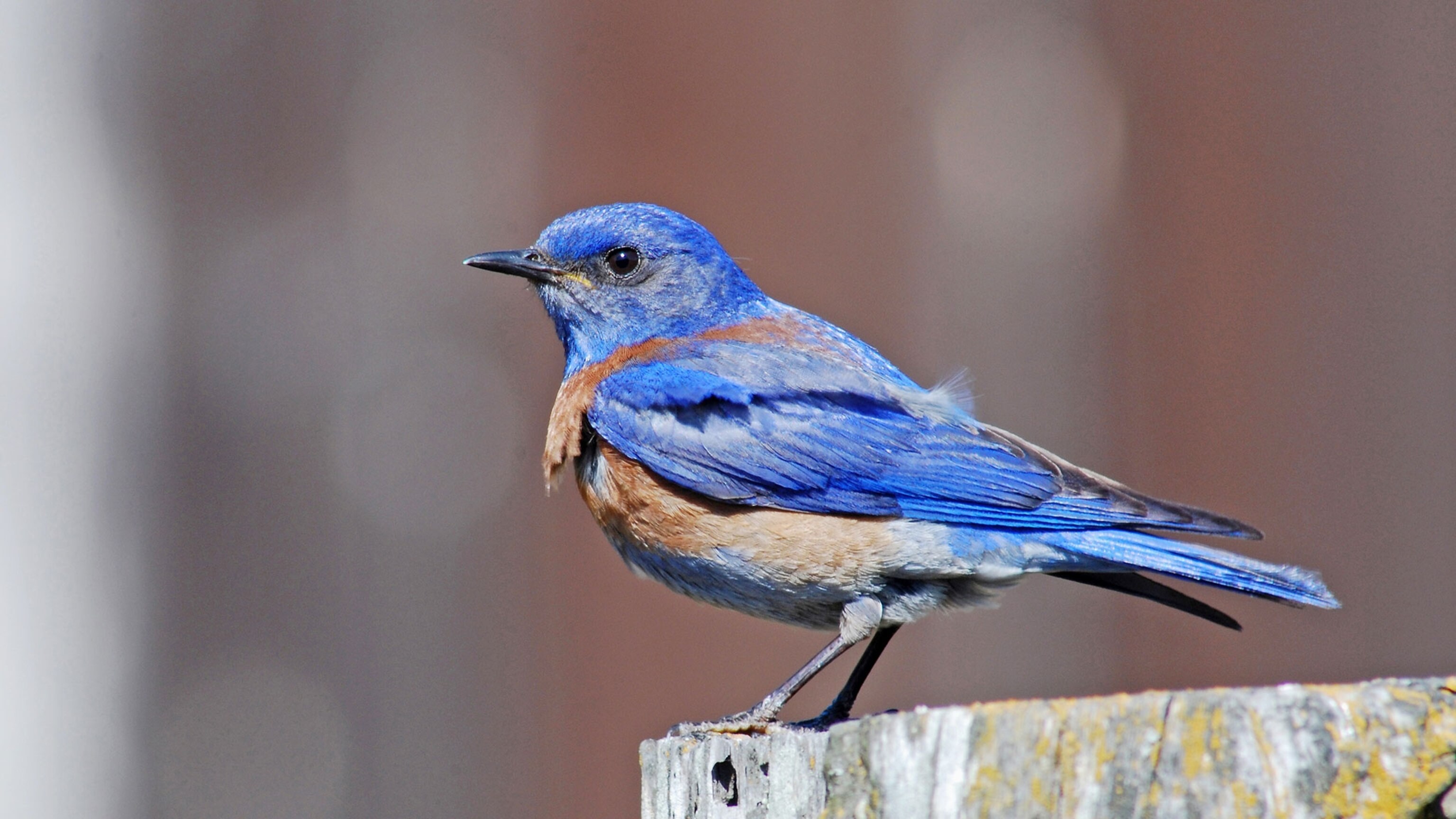 Oil and Gas Drilling Is Causing Birds to Have Fewer Chicks