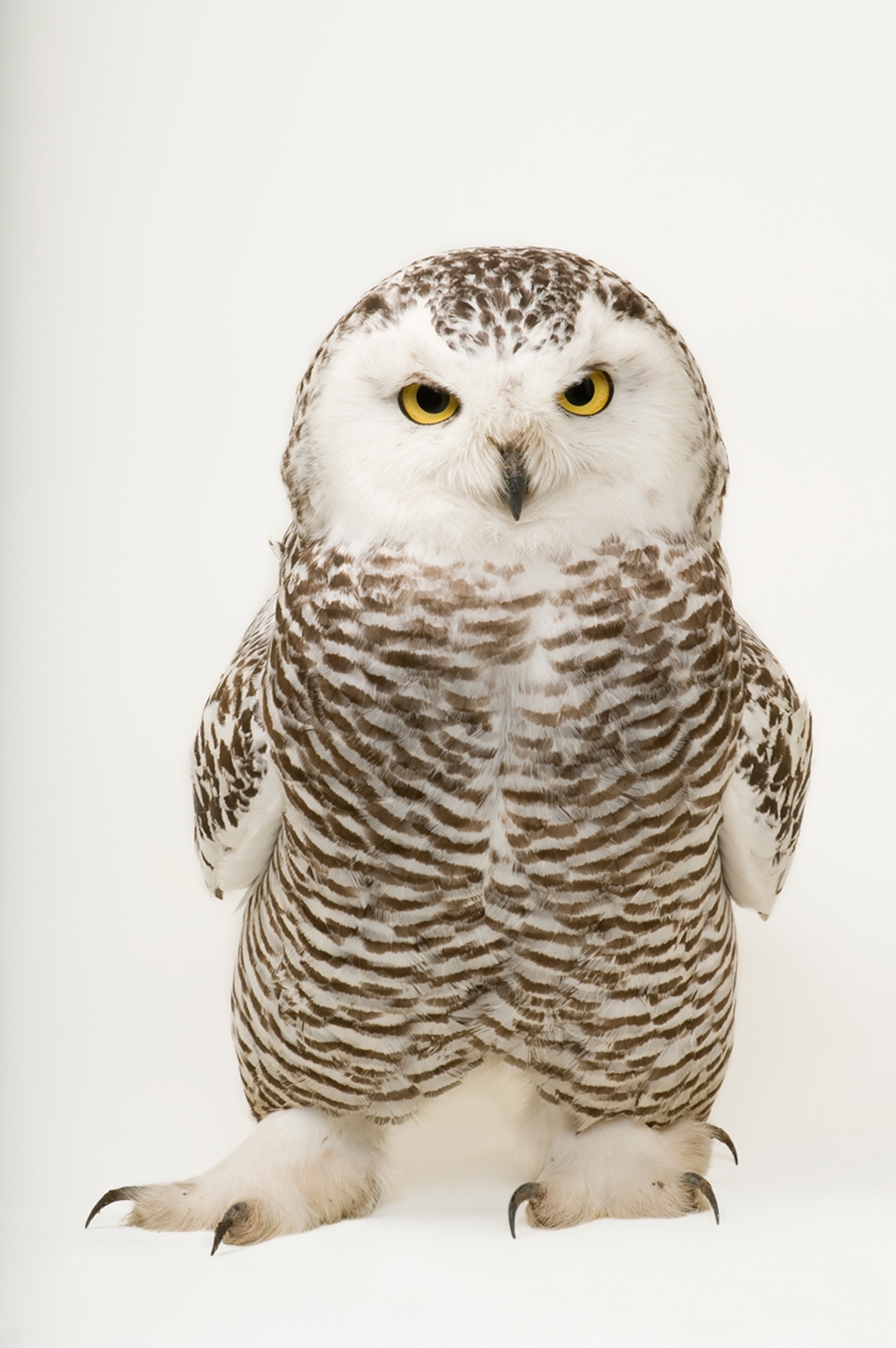 a snowy owl taken in Elmwood, Nebraska