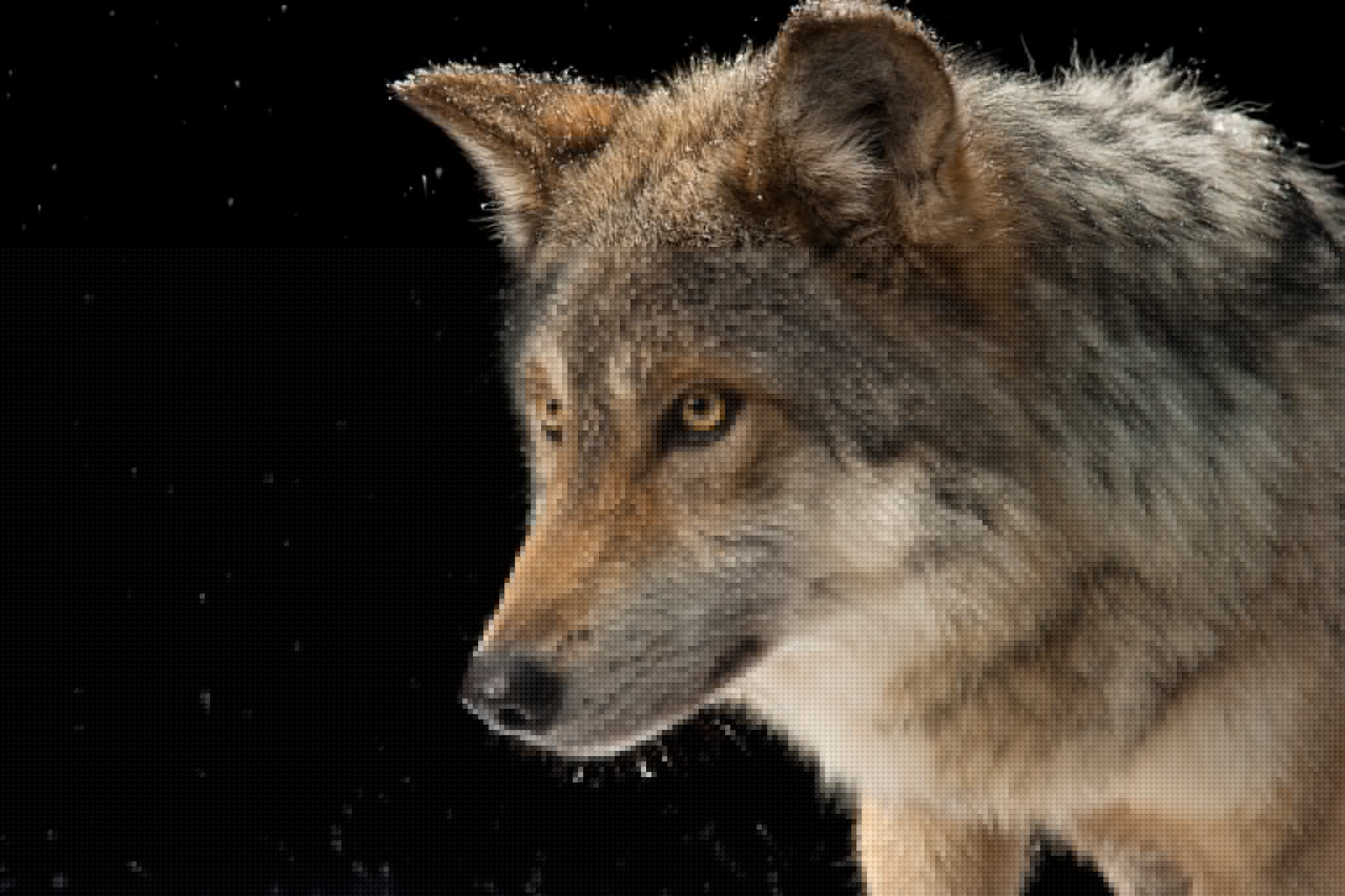 Rare Colored Wolf Every New Wolf In Minecraft 1 21 Shockbyte Rare Colored Wolf Every New Wolf In Minecraft 1 21 Shockbyte