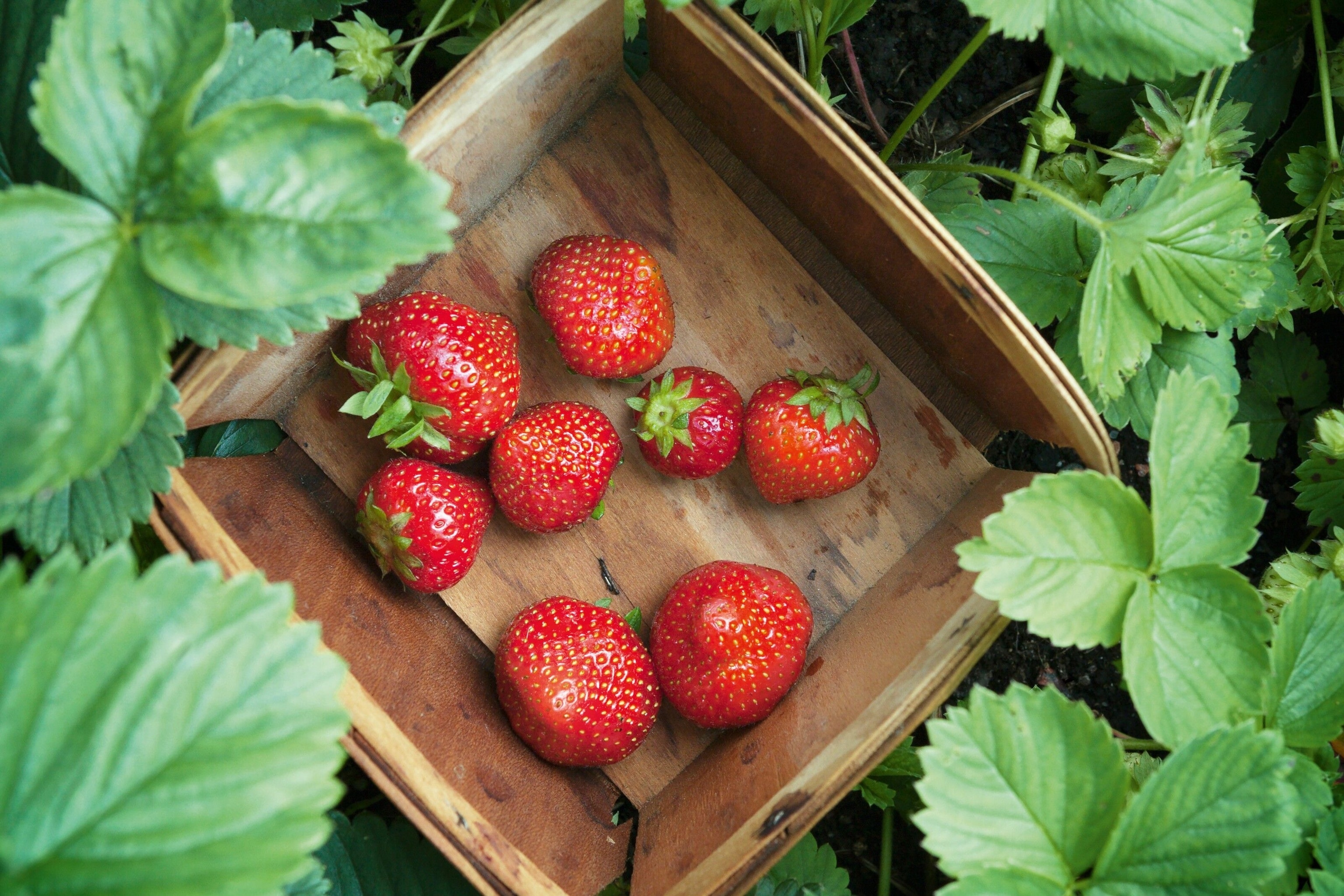 The town of Plougastel-Daoulas, in northwest Brittany, France, has sea merchant Amédée-François Frézier to thank for its strawberries.