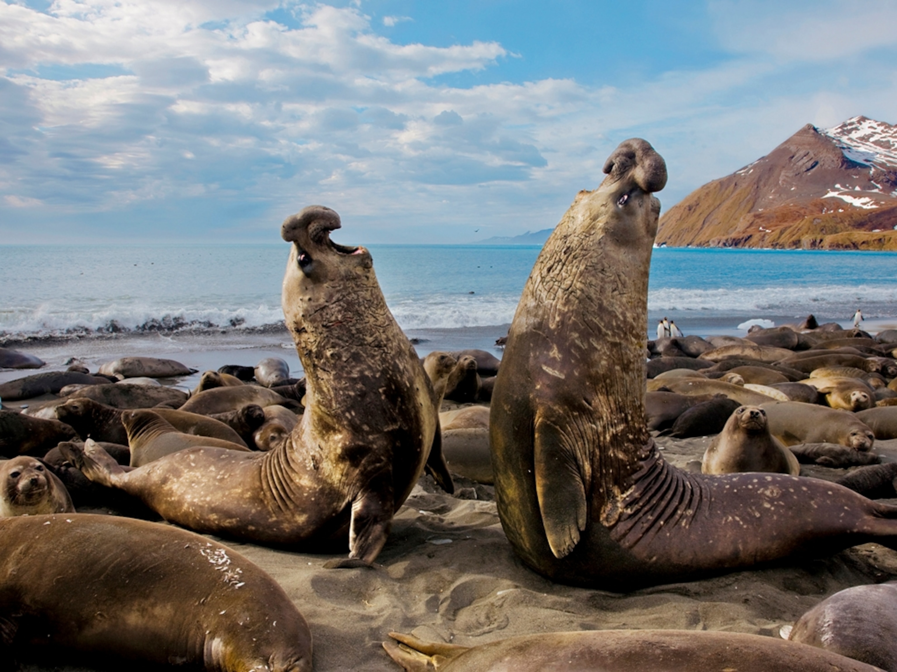 elephant seal bulls on South Georgia Island