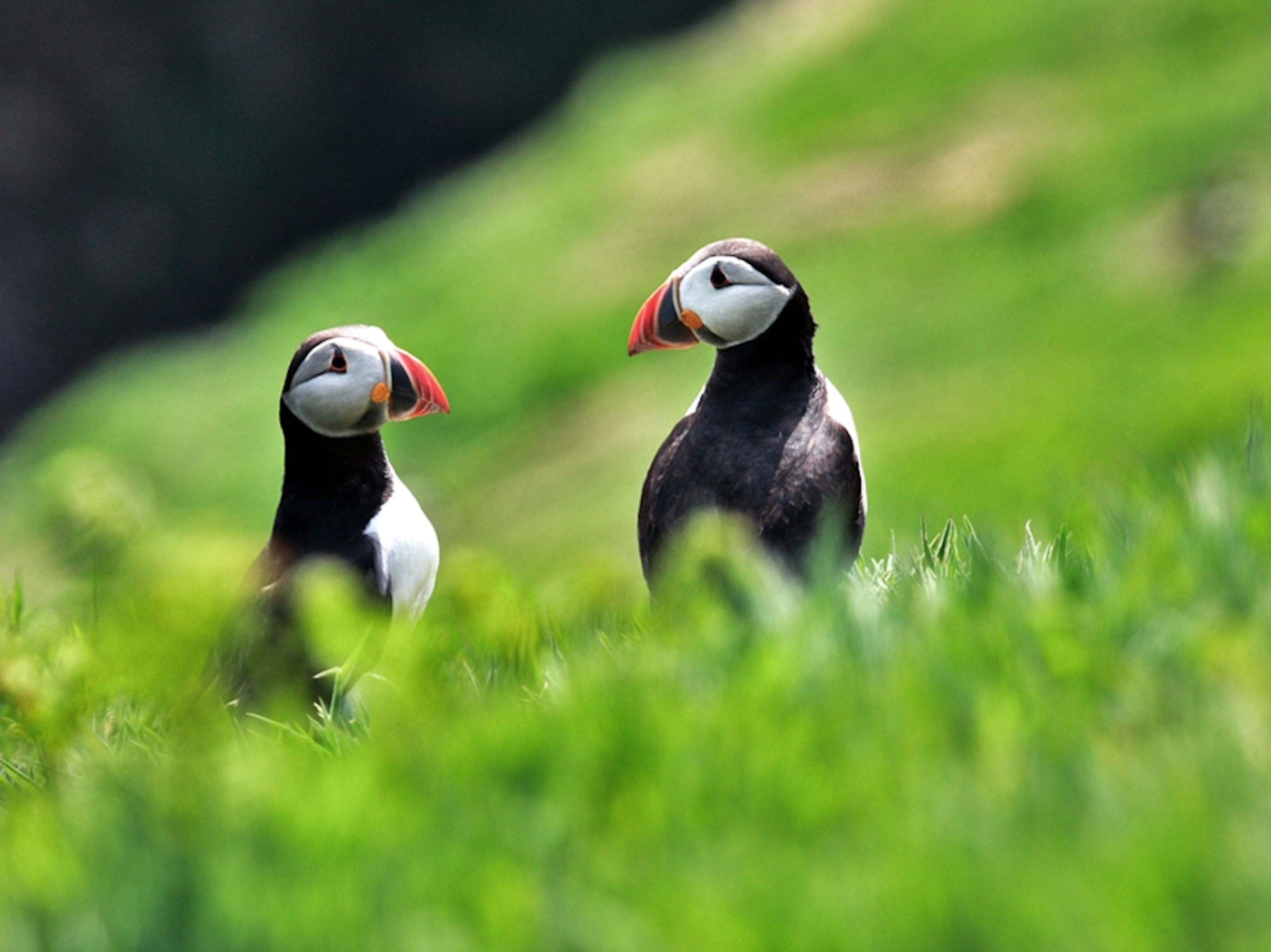 Puffins in the grass on Skomer Island, Wales