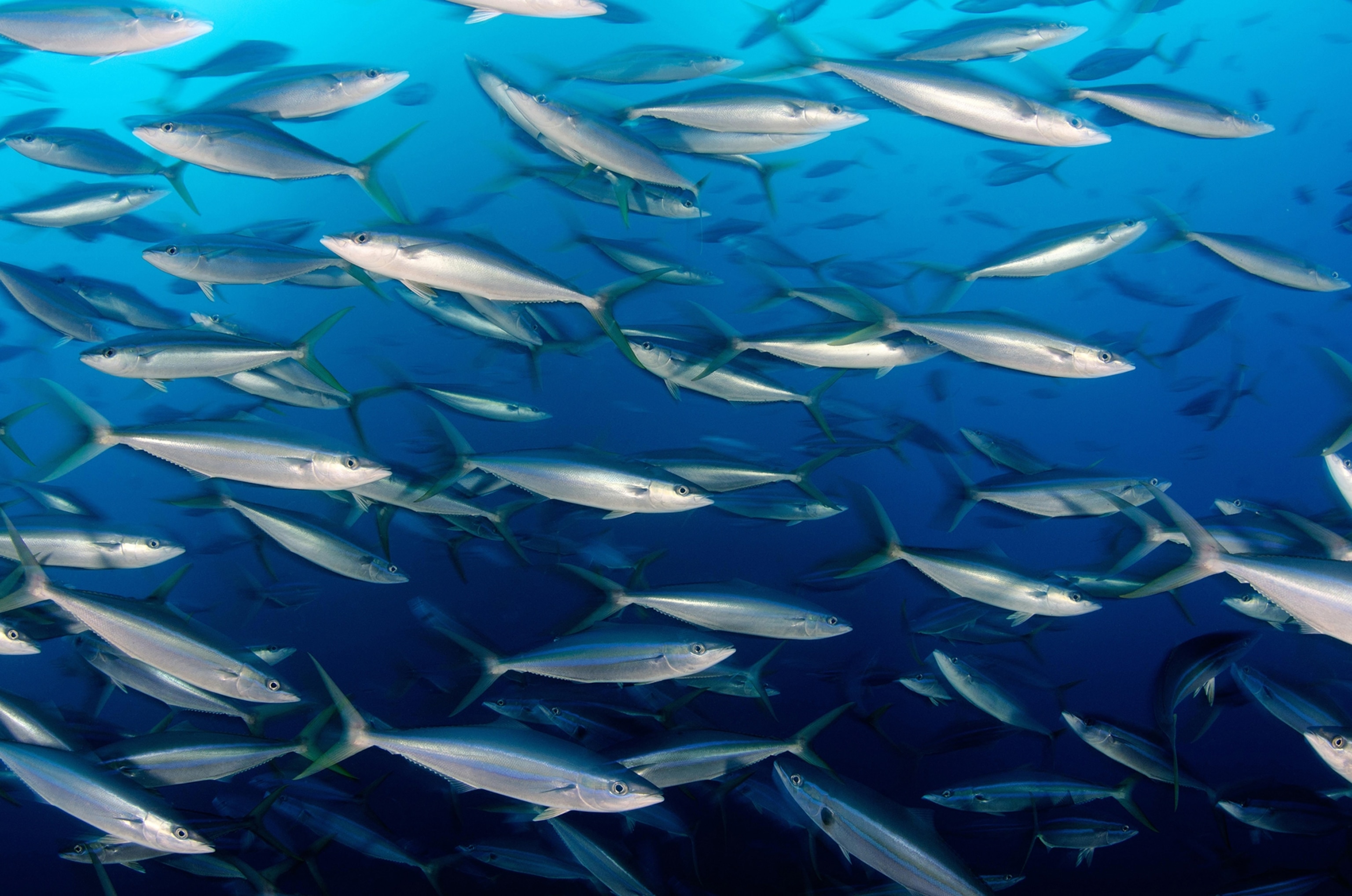 The National Geographic Pristine Seas team explored oil platforms off the coast of Gabon, which harbored a large abundance of fish, including these rainbow runners.