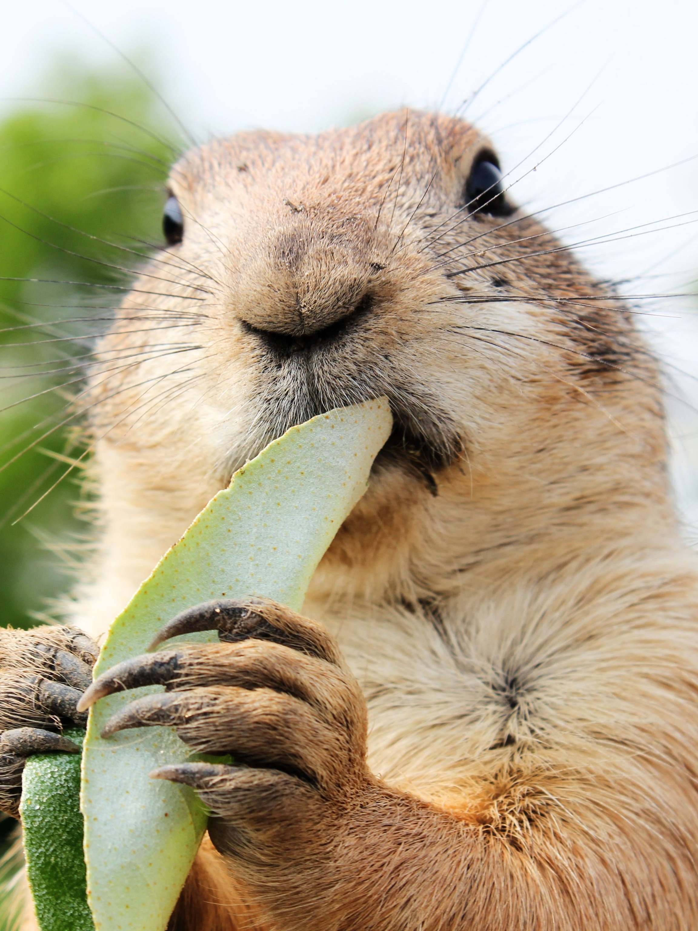 The Unexpected Carnivore: Do Prairie Dogs Eat Meat? - 0k4iwf0