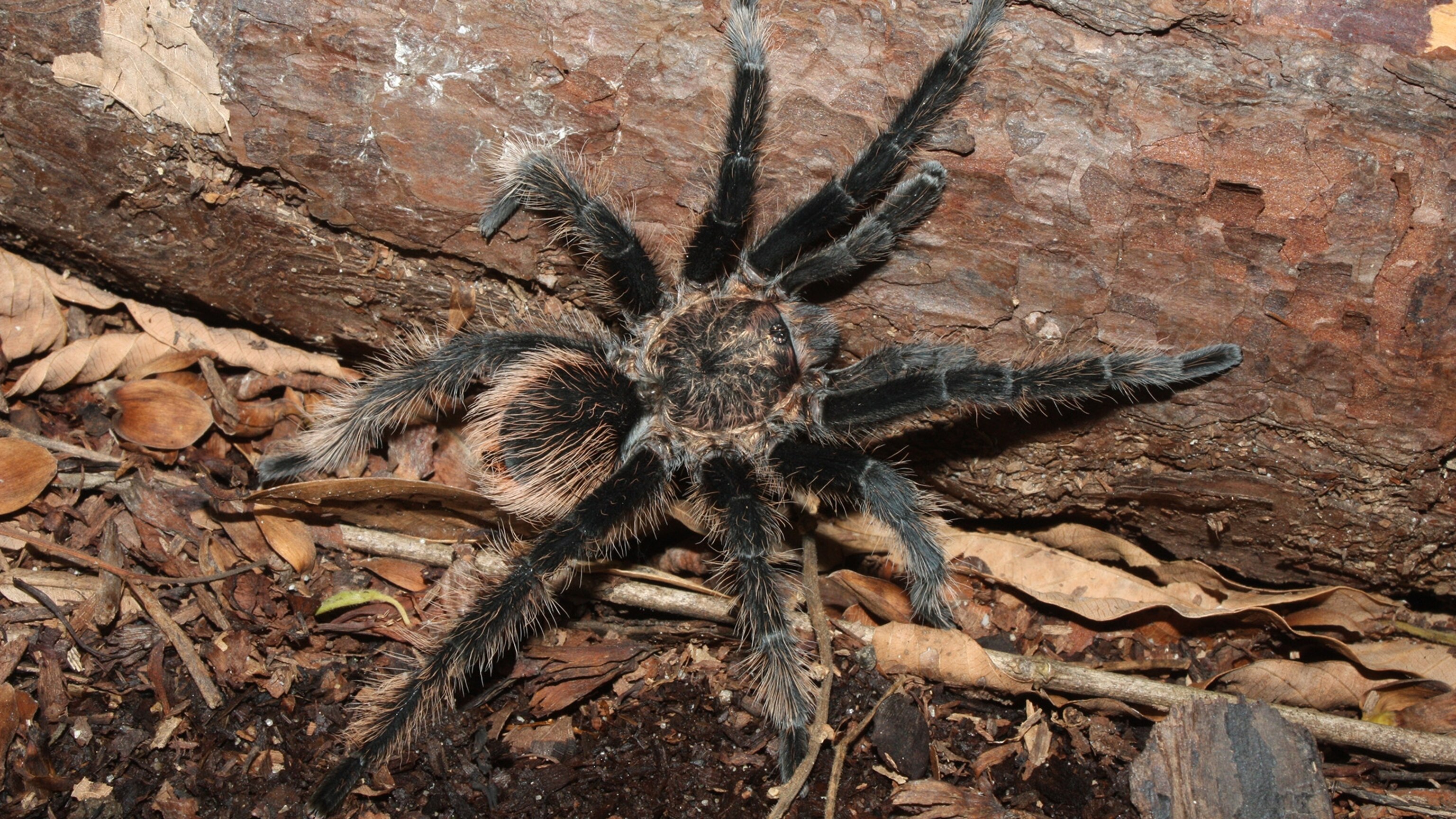 01_tarantula_16x9.jpg?w=1200