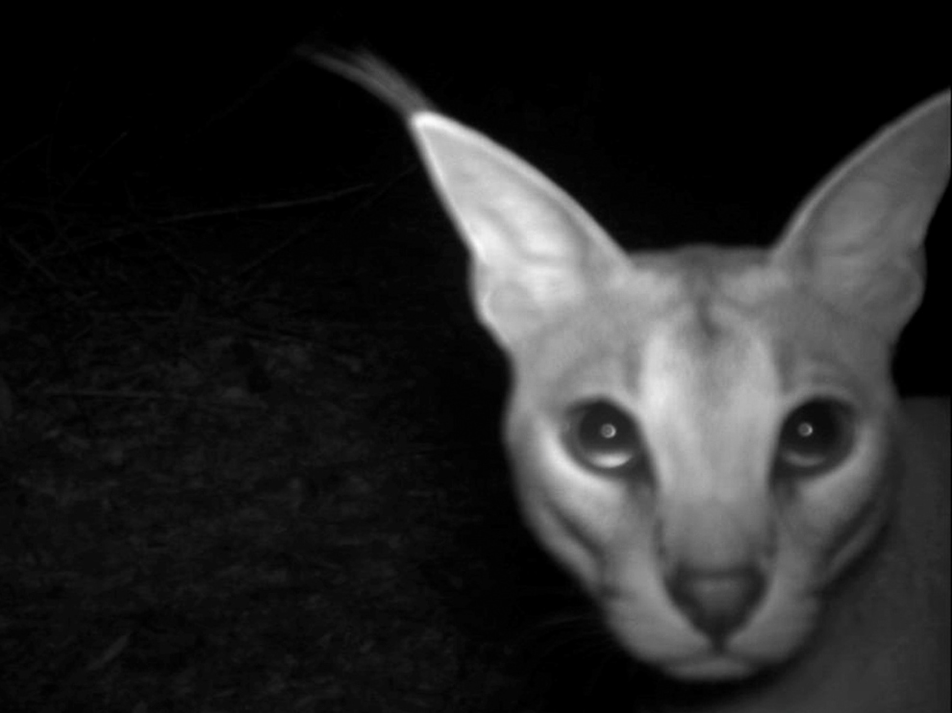a caracal caught in a camera trap in Kenya