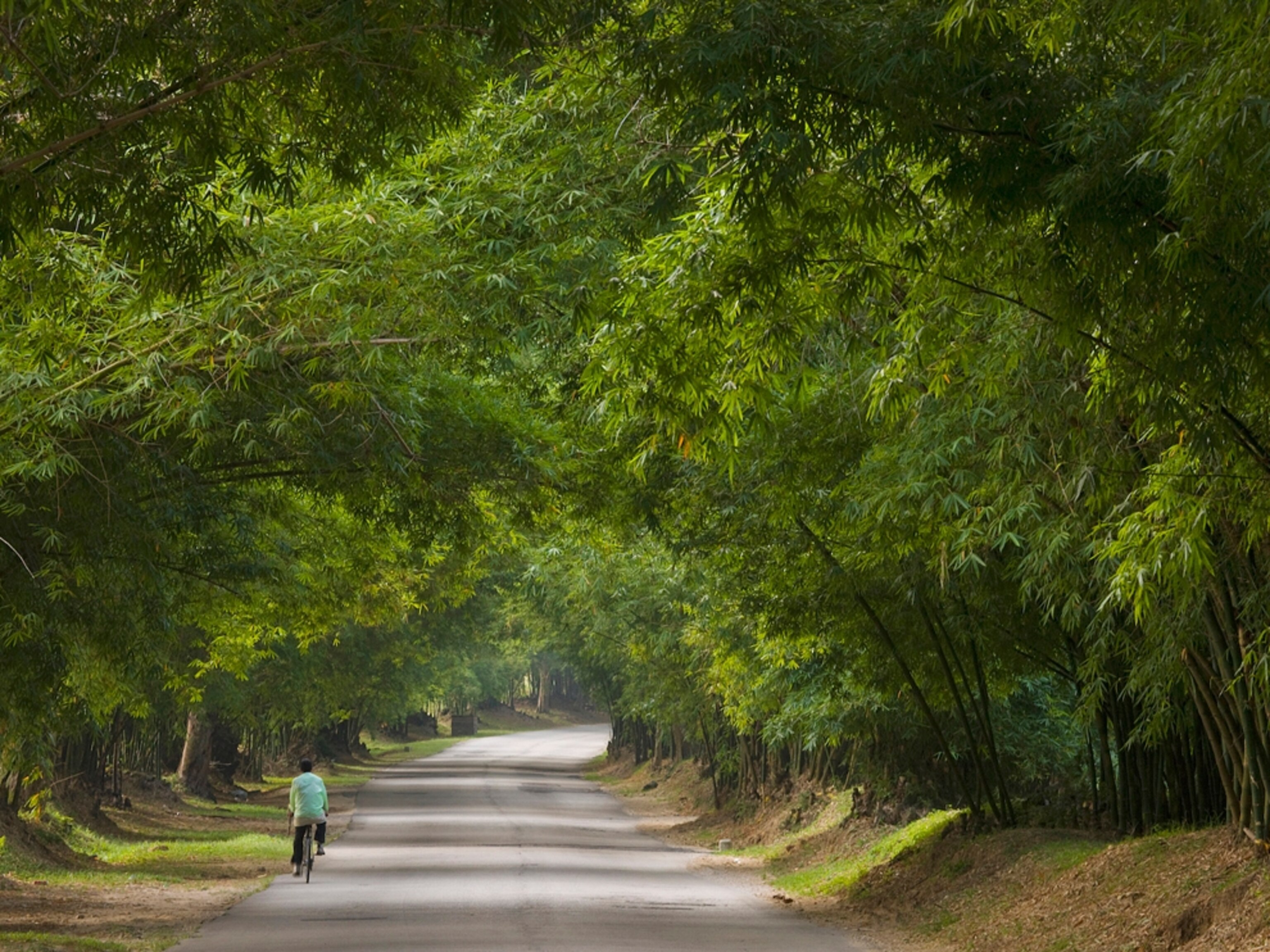 Cyclist pedals down Bamboo Avenue, Jamaica