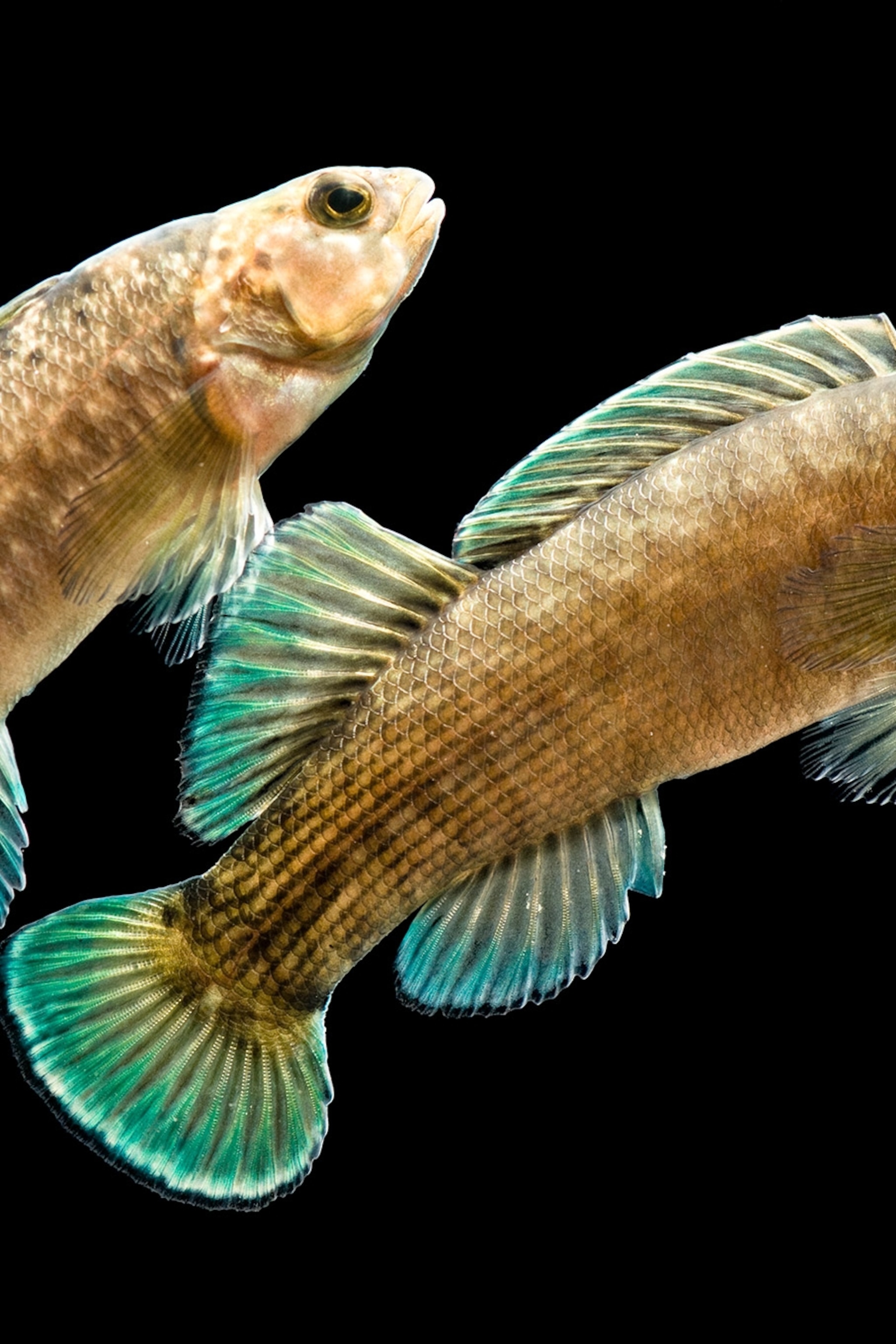 Endangered Freshwater Fish
