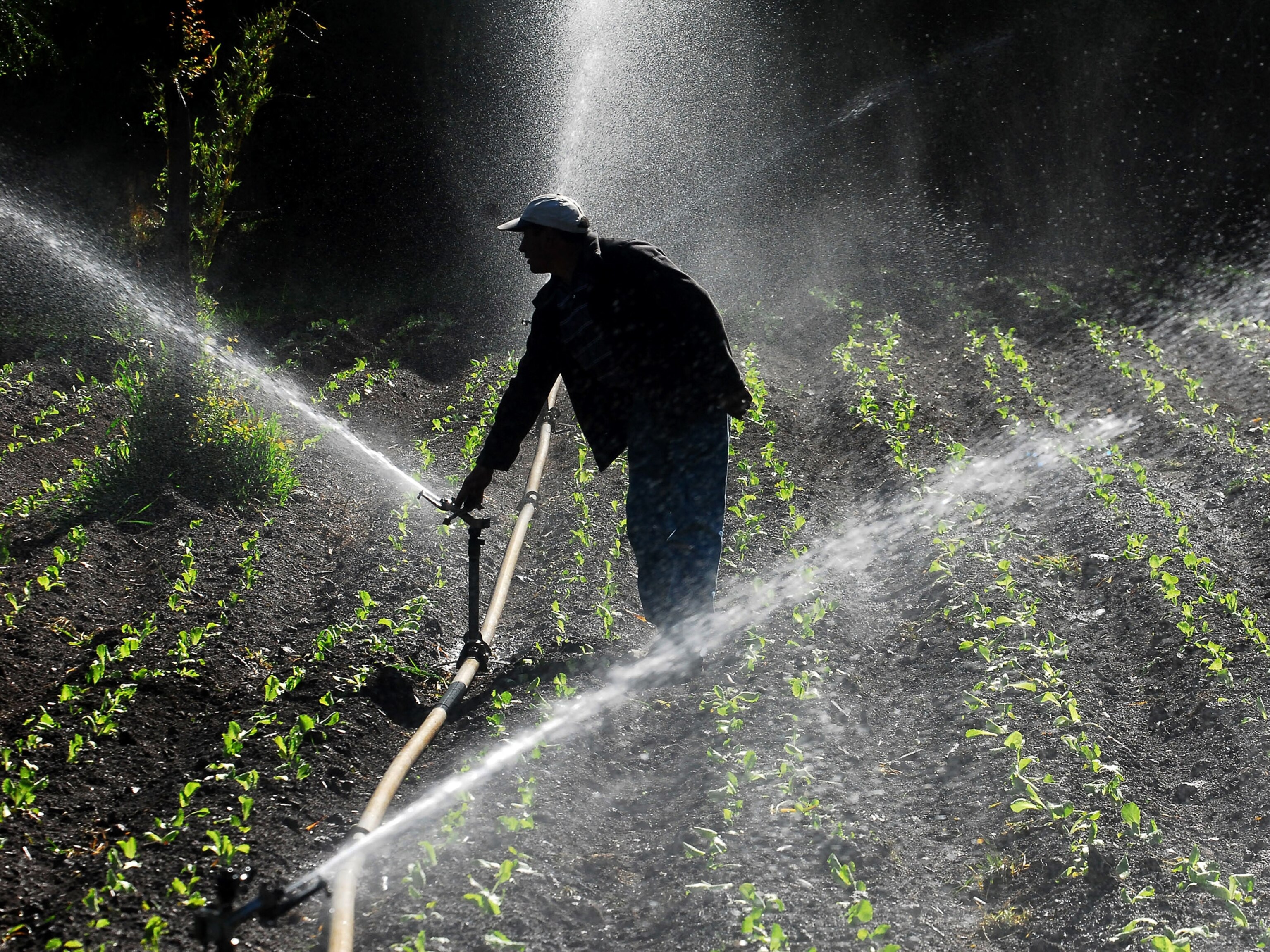 In this Nov. 13, 2009 photo, Mapuche farmer Sabino Catrilaf irrigates his lettuce field near Temuco in Chile. Chile is using an antiterrorism law inherited from the dictatorship of Gen. Augusto Pinochet in an attempt to control Mapuche indians who have been burning farms and equipment and violently seizing land from timber companies and other large property owners. (AP Photo/Francisco Negroni)