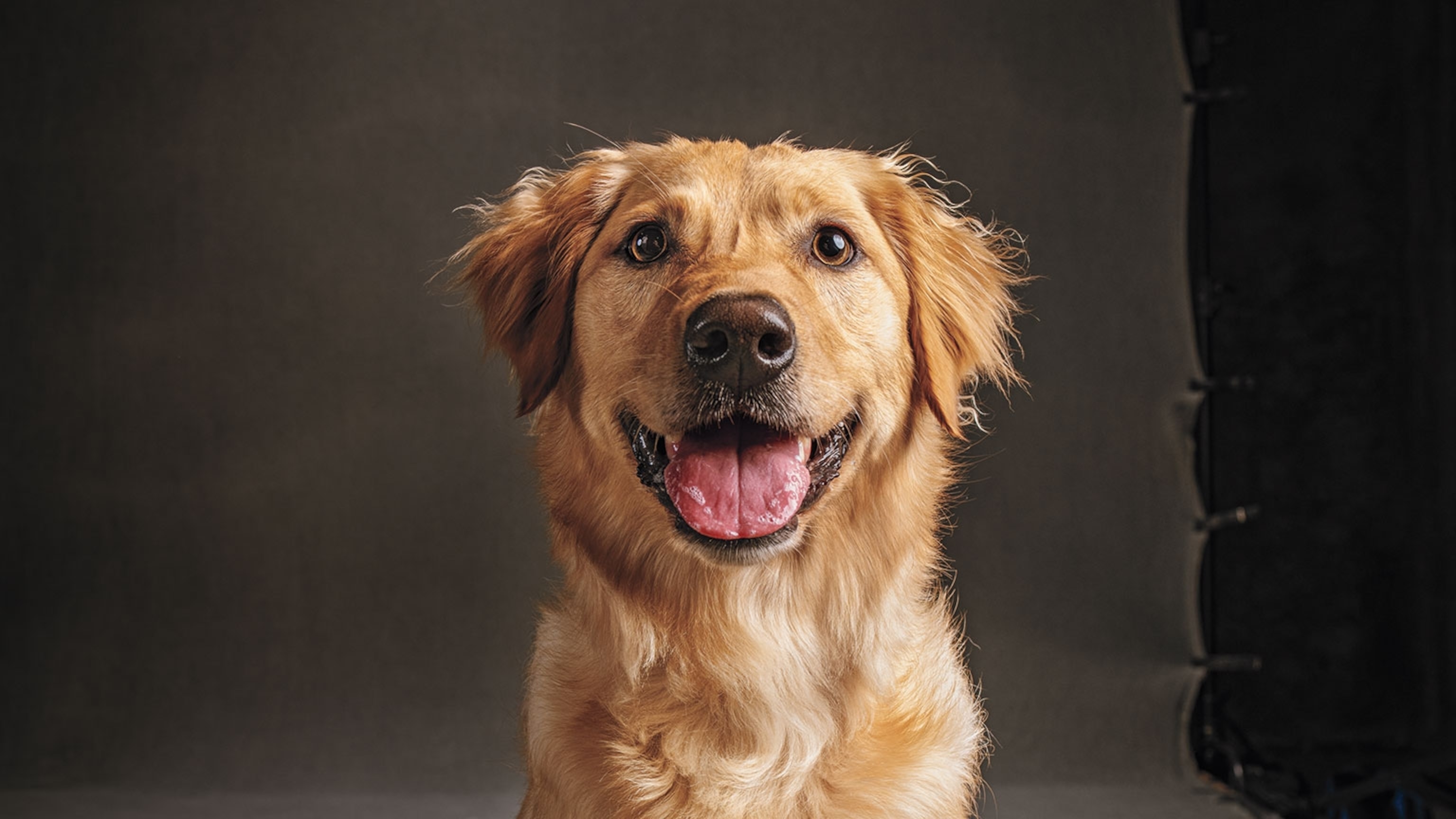 What’s the real difference between a mutt and a designer dog?