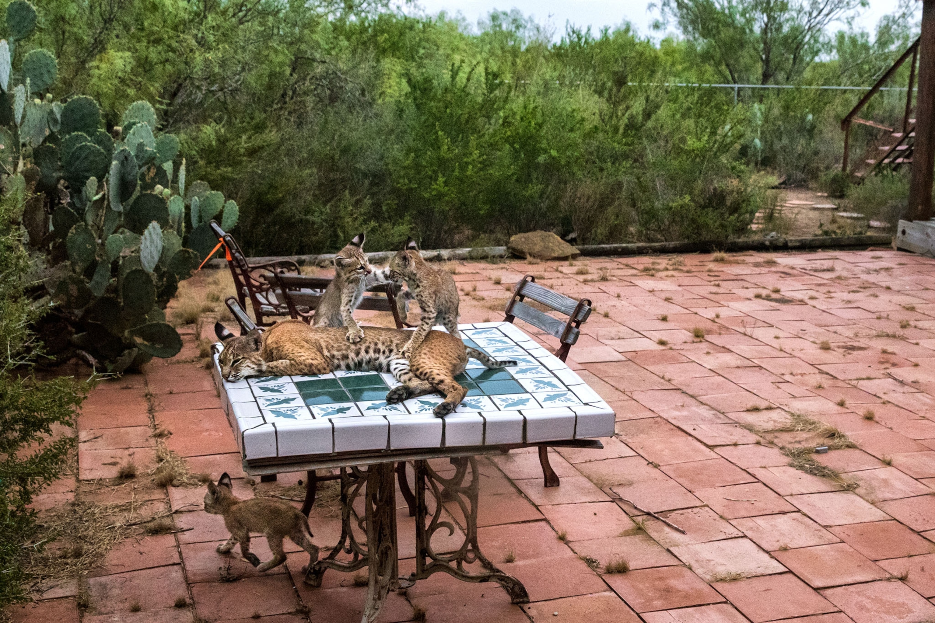 a bobcat family on a ranch