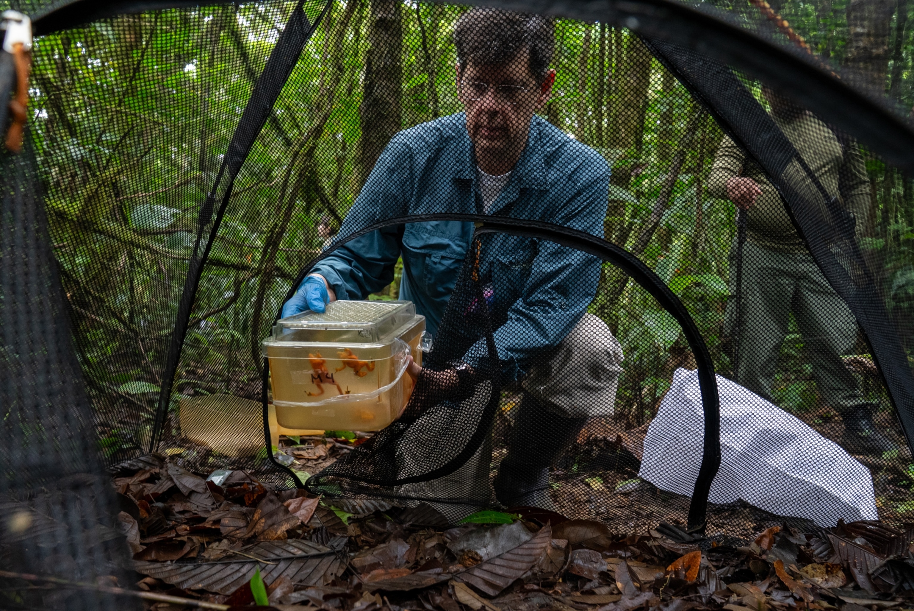A person in a forest glade holds a container with frogs inside a mesh enclosure