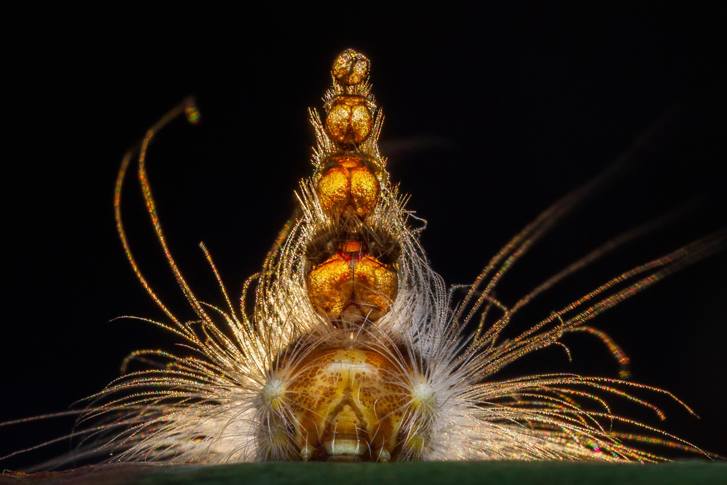 the hairs of a caterpillar fill the frame on a black background.