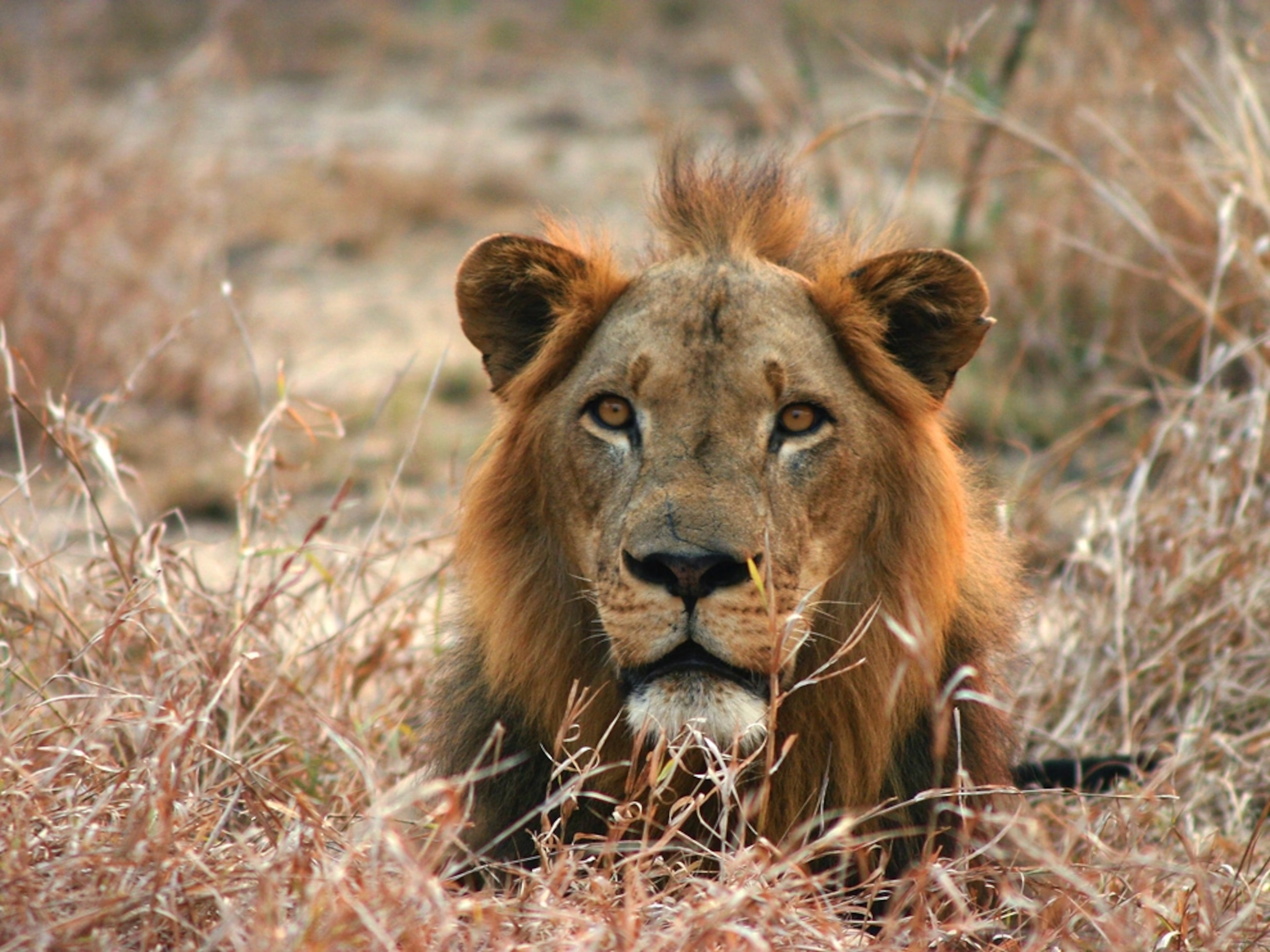 Lion in Mozambique