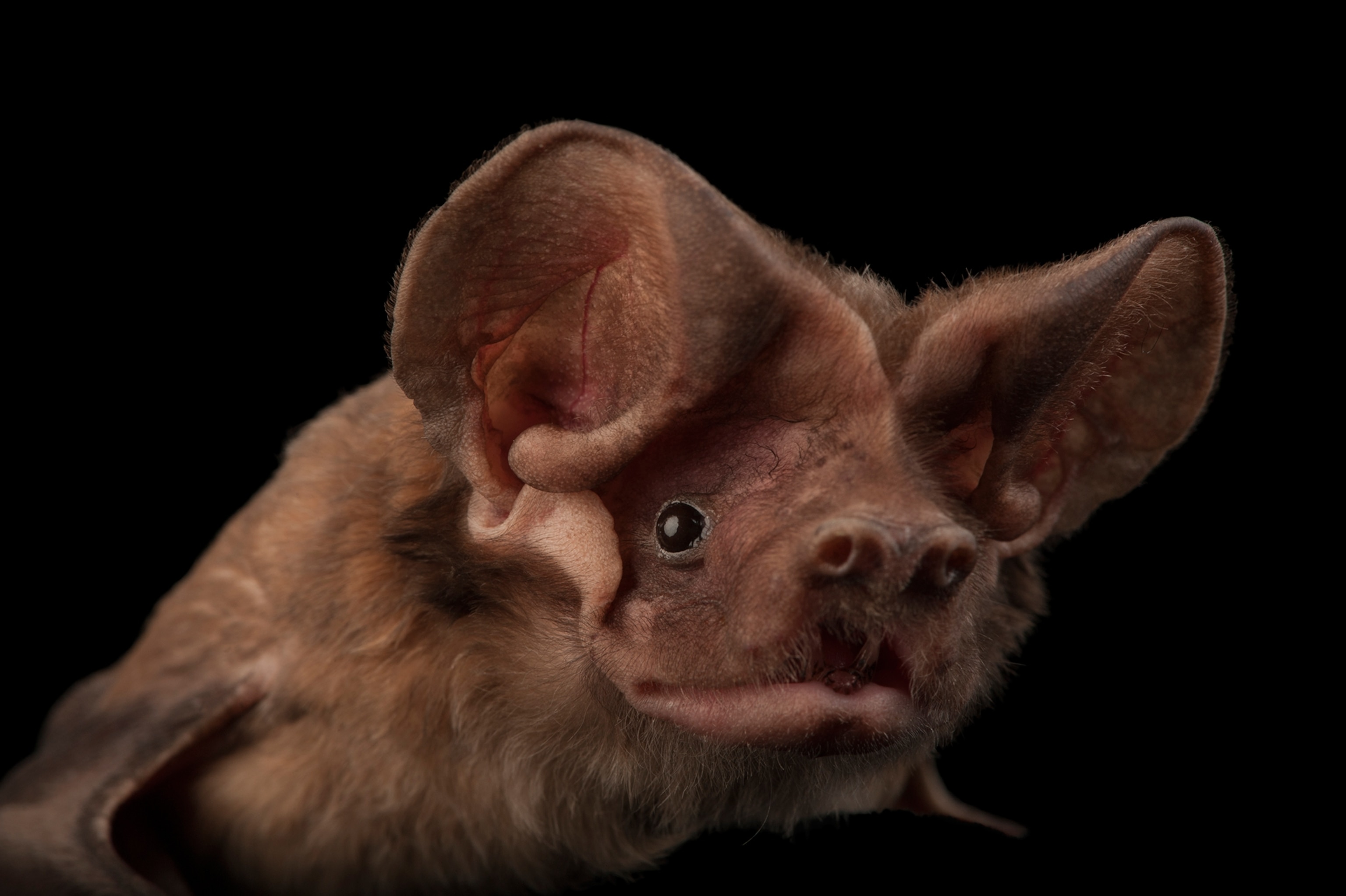 a Florida bonneted bat taken in Okeechobee, Florida
