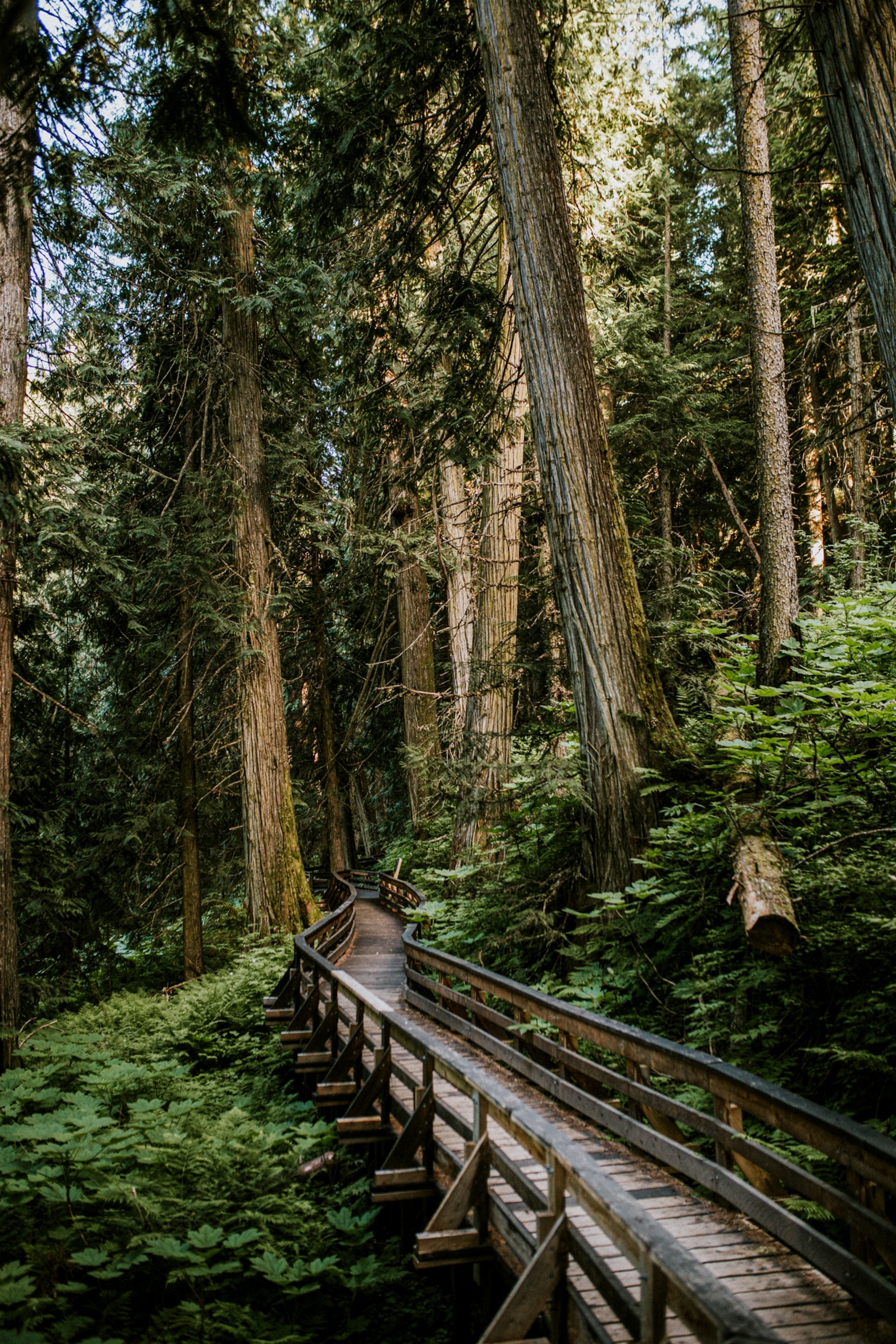 Boardwalk at the Ancient Forest east of Prince George.